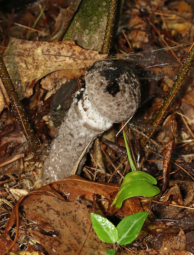 Old Man of the Woods - Strobilomyces sp. I'm not sure what species this is as the taxonomy of Strobilomyces sp. is very confusing, uncertain, and messy.<br />
<br />
It is one of my favorite mushrooms, though I rarely see it! The cap and stem are fluffy/woolly. And, when you cut into the flesh, it turns red! So cool.<br />
<br />
Habitat: Mixed forest; pondside<br />
<figure class="photo"><a href="https://www.jungledragon.com/image/120041/old_man_of_the_woods_-_strobilomyces_sp.html" title="Old Man of the Woods - Strobilomyces sp."><img src="https://s3.amazonaws.com/media.jungledragon.com/images/3232/120041_thumb.jpg?AWSAccessKeyId=05GMT0V3GWVNE7GGM1R2&Expires=1759968010&Signature=pRDo9wlVKHeYKov%2BL%2BI1qRr6ul4%3D" width="138" height="152" alt="Old Man of the Woods - Strobilomyces sp. I'm not sure what species this is as the taxonomy of Strobilomyces sp. is very confusing, uncertain, and messy.<br />
<br />
It is one of my favorite mushrooms, though I rarely see it! The cap and stem are fluffy/woolly. And, when you cut into the flesh, it turns red! So cool.<br />
<br />
Habitat: Mixed forest; pondside<br />
https://www.jungledragon.com/image/120041/old_man_of_the_woods_-_strobilomyces_sp.html<br />
https://www.jungledragon.com/image/120043/old_man_of_the_woods_-_strobilomyces_sp.html<br />
https://www.jungledragon.com/image/120042/old_man_of_the_woods_-_strobilomyces_sp.html<br />
Geotagged,Old Man of the Woods,Strobilomyces,Summer,United States,fungus,mushroom" /></a></figure><br />
<figure class="photo"><a href="https://www.jungledragon.com/image/120043/old_man_of_the_woods_-_strobilomyces_sp.html" title="Old Man of the Woods - Strobilomyces sp."><img src="https://s3.amazonaws.com/media.jungledragon.com/images/3232/120043_thumb.jpg?AWSAccessKeyId=05GMT0V3GWVNE7GGM1R2&Expires=1759968010&Signature=nEINBgFE4U108CaZ8WbhDzlpqTU%3D" width="118" height="152" alt="Old Man of the Woods - Strobilomyces sp. I'm not sure what species this is as the taxonomy of Strobilomyces sp. is very confusing, uncertain, and messy.<br />
<br />
It is one of my favorite mushrooms, though I rarely see it! The cap and stem are fluffy/woolly. And, when you cut into the flesh, it turns red! So cool.<br />
<br />
Habitat: Mixed forest; pondside<br />
https://www.jungledragon.com/image/120041/old_man_of_the_woods_-_strobilomyces_sp.html<br />
https://www.jungledragon.com/image/120043/old_man_of_the_woods_-_strobilomyces_sp.html<br />
https://www.jungledragon.com/image/120042/old_man_of_the_woods_-_strobilomyces_sp.html<br />
Geotagged,Summer,United States" /></a></figure><br />
<figure class="photo"><a href="https://www.jungledragon.com/image/120042/old_man_of_the_woods_-_strobilomyces_sp.html" title="Old Man of the Woods - Strobilomyces sp."><img src="https://s3.amazonaws.com/media.jungledragon.com/images/3232/120042_thumb.jpg?AWSAccessKeyId=05GMT0V3GWVNE7GGM1R2&Expires=1759968010&Signature=Kz1ie1%2B30jd5b%2FV7o3JitKqRwNY%3D" width="112" height="152" alt="Old Man of the Woods - Strobilomyces sp. I'm not sure what species this is as the taxonomy of Strobilomyces sp. is very confusing, uncertain, and messy.<br />
<br />
It is one of my favorite mushrooms, though I rarely see it! The cap and stem are fluffy/woolly. And, when you cut into the flesh, it turns red! So cool.<br />
<br />
Habitat: Mixed forest; pondside<br />
https://www.jungledragon.com/image/120041/old_man_of_the_woods_-_strobilomyces_sp.html<br />
https://www.jungledragon.com/image/120043/old_man_of_the_woods_-_strobilomyces_sp.html<br />
https://www.jungledragon.com/image/120042/old_man_of_the_woods_-_strobilomyces_sp.html<br />
Geotagged,Summer,United States" /></a></figure><br />
Geotagged,Summer,United States