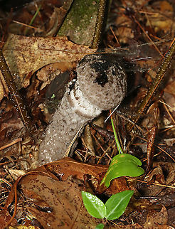 Old Man of the Woods - Strobilomyces sp. I'm not sure what species this is as the taxonomy of Strobilomyces sp. is very confusing, uncertain, and messy.

It is one of my favorite mushrooms, though I rarely see it! The cap and stem are fluffy/woolly. And, when you cut into the flesh, it turns red! So cool.

Habitat: Mixed forest; pondside
https://www.jungledragon.com/image/120041/old_man_of_the_woods_-_strobilomyces_sp.html
https://www.jungledragon.com/image/120043/old_man_of_the_woods_-_strobilomyces_sp.html
https://www.jungledragon.com/image/120042/old_man_of_the_woods_-_strobilomyces_sp.html
 Geotagged,Summer,United States