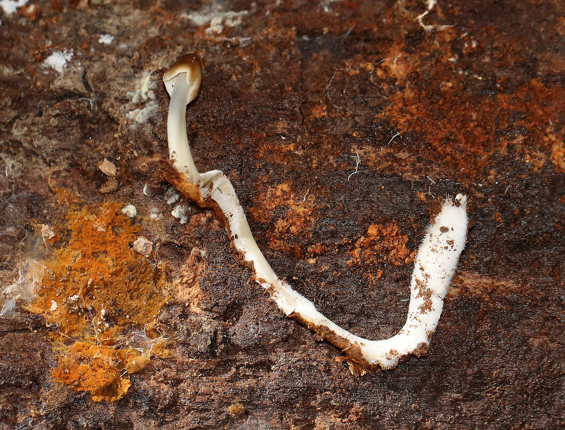 Mushroom - Mycena sp. There were a few of these mushrooms growing in a cluster on rotting wood. They had super long stipes!<br />
<br />
Habitat: Rotting wood; mixed forest Agaricales,Fall,Fungi,Geotagged,Mycena,United States,fungus,mushroom