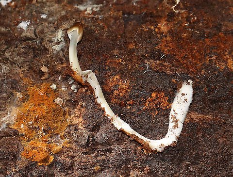 Mushroom - Mycena sp. There were a few of these mushrooms growing in a cluster on rotting wood. They had super long stipes!

Habitat: Rotting wood; mixed forest Agaricales,Fall,Fungi,Geotagged,Mycena,United States,fungus,mushroom