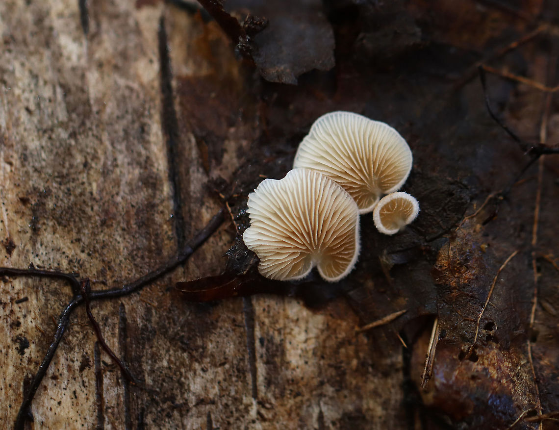 Mushrooms -Crepidotus sp. These mushrooms were flat, small (largest was maybe ~5 mm wide), whitish, and lacked a real stipe. <br />
<br />
Habitat: Growing on rotting birch logs; mixed forest Crepidotus,Fall,Geotagged,United States,fungus,mushrooms