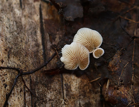 Mushrooms -Crepidotus sp. These mushrooms were flat, small (largest was maybe ~5 mm wide), whitish, and lacked a real stipe. 

Habitat: Growing on rotting birch logs; mixed forest Crepidotus,Fall,Geotagged,United States,fungus,mushrooms