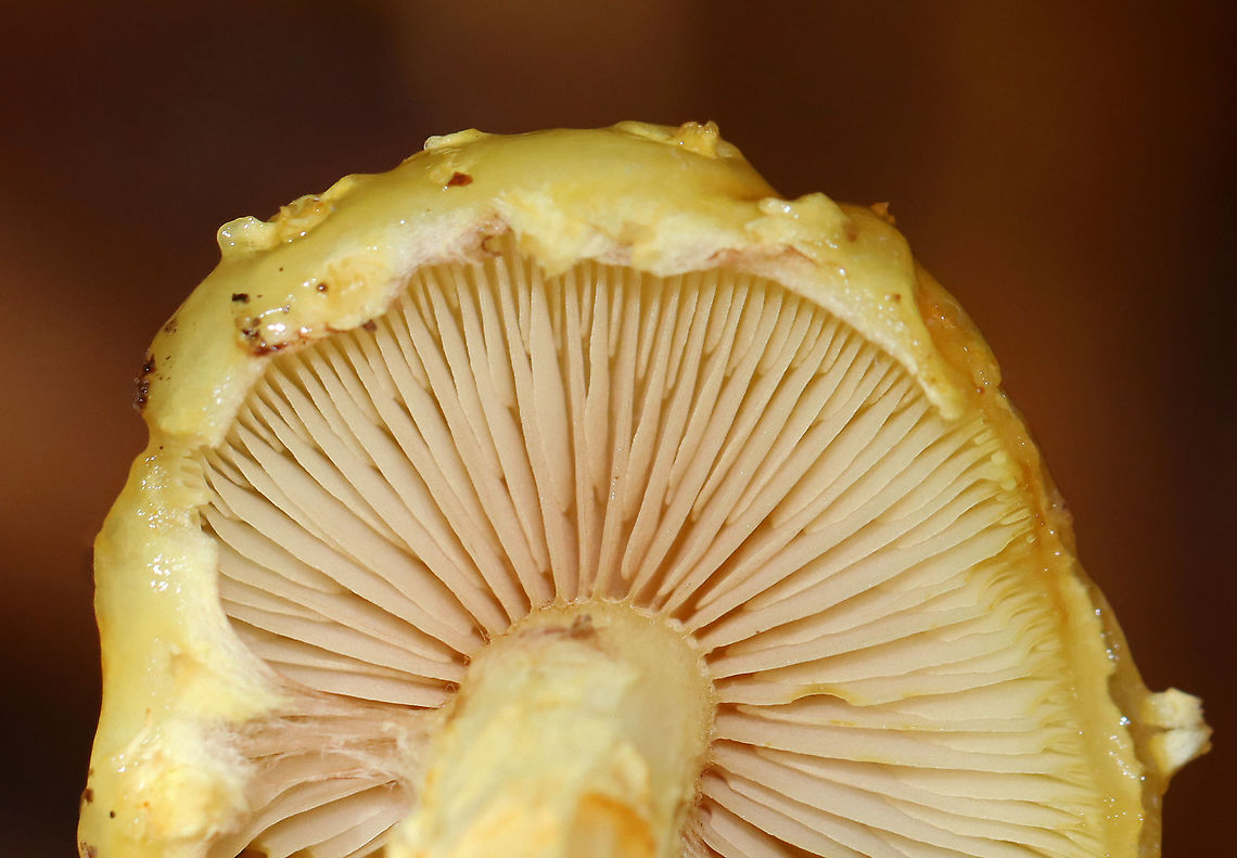 Pholiota adiposa *Tentative ID<br />
<br />
Habitat: Growing on rotting wood; deciduous forest<br />
<figure class="photo"><a href="https://www.jungledragon.com/image/120081/pholiota_adiposa.html" title="Pholiota adiposa"><img src="https://s3.amazonaws.com/media.jungledragon.com/images/3232/120081_thumb.jpg?AWSAccessKeyId=05GMT0V3GWVNE7GGM1R2&Expires=1759968010&Signature=l2%2ByKG3R1aHGpitg8yFufjVwhMc%3D" width="200" height="140" alt="Pholiota adiposa *Tentative ID<br />
<br />
Habitat: Growing on rotting wood; deciduous forest<br />
https://www.jungledragon.com/image/120081/pholiota_adiposa.html<br />
https://www.jungledragon.com/image/120083/pholiota_adiposa.html<br />
https://www.jungledragon.com/image/120082/pholiota_adiposa.html Fall,Geotagged,Pholiota,United States,fungus,mushroom,pholiota adiposa" /></a></figure><br />
<figure class="photo"><a href="https://www.jungledragon.com/image/120083/pholiota_adiposa.html" title="Pholiota adiposa"><img src="https://s3.amazonaws.com/media.jungledragon.com/images/3232/120083_thumb.jpg?AWSAccessKeyId=05GMT0V3GWVNE7GGM1R2&Expires=1759968010&Signature=XlHKNZsJ4f9pEIEovKK1FpeT7G0%3D" width="200" height="142" alt="Pholiota adiposa *Tentative ID<br />
<br />
Habitat: Growing on rotting wood; deciduous forest<br />
https://www.jungledragon.com/image/120081/pholiota_adiposa.html<br />
https://www.jungledragon.com/image/120083/pholiota_adiposa.html<br />
https://www.jungledragon.com/image/120082/pholiota_adiposa.html Fall,Geotagged,United States,pholiota adiposa" /></a></figure><br />
<figure class="photo"><a href="https://www.jungledragon.com/image/120082/pholiota_adiposa.html" title="Pholiota adiposa"><img src="https://s3.amazonaws.com/media.jungledragon.com/images/3232/120082_thumb.jpg?AWSAccessKeyId=05GMT0V3GWVNE7GGM1R2&Expires=1759968010&Signature=bjBmh49jDvRpLDj6sqH4K17dJaE%3D" width="200" height="150" alt="Pholiota adiposa *Tentative ID<br />
<br />
Habitat: Growing on rotting wood; deciduous forest<br />
https://www.jungledragon.com/image/120081/pholiota_adiposa.html<br />
https://www.jungledragon.com/image/120083/pholiota_adiposa.html<br />
https://www.jungledragon.com/image/120082/pholiota_adiposa.html Fall,Geotagged,United States,pholiota adiposa" /></a></figure> Fall,Geotagged,Pholiota,United States,fungus,mushroom,pholiota adiposa