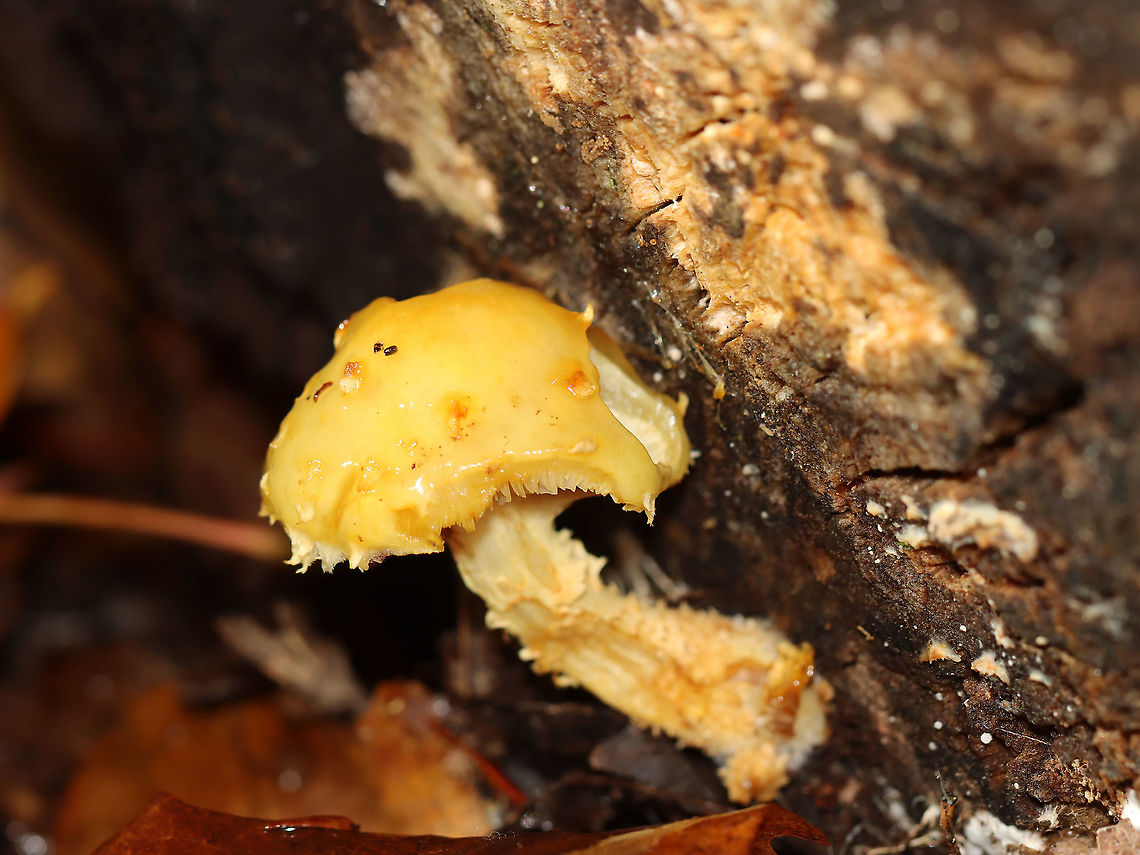 Pholiota adiposa *Tentative ID<br />
<br />
Habitat: Growing on rotting wood; deciduous forest<br />
<figure class="photo"><a href="https://www.jungledragon.com/image/120081/pholiota_adiposa.html" title="Pholiota adiposa"><img src="https://s3.amazonaws.com/media.jungledragon.com/images/3232/120081_thumb.jpg?AWSAccessKeyId=05GMT0V3GWVNE7GGM1R2&Expires=1759968010&Signature=l2%2ByKG3R1aHGpitg8yFufjVwhMc%3D" width="200" height="140" alt="Pholiota adiposa *Tentative ID<br />
<br />
Habitat: Growing on rotting wood; deciduous forest<br />
https://www.jungledragon.com/image/120081/pholiota_adiposa.html<br />
https://www.jungledragon.com/image/120083/pholiota_adiposa.html<br />
https://www.jungledragon.com/image/120082/pholiota_adiposa.html Fall,Geotagged,Pholiota,United States,fungus,mushroom,pholiota adiposa" /></a></figure><br />
<figure class="photo"><a href="https://www.jungledragon.com/image/120083/pholiota_adiposa.html" title="Pholiota adiposa"><img src="https://s3.amazonaws.com/media.jungledragon.com/images/3232/120083_thumb.jpg?AWSAccessKeyId=05GMT0V3GWVNE7GGM1R2&Expires=1759968010&Signature=XlHKNZsJ4f9pEIEovKK1FpeT7G0%3D" width="200" height="142" alt="Pholiota adiposa *Tentative ID<br />
<br />
Habitat: Growing on rotting wood; deciduous forest<br />
https://www.jungledragon.com/image/120081/pholiota_adiposa.html<br />
https://www.jungledragon.com/image/120083/pholiota_adiposa.html<br />
https://www.jungledragon.com/image/120082/pholiota_adiposa.html Fall,Geotagged,United States,pholiota adiposa" /></a></figure><br />
<figure class="photo"><a href="https://www.jungledragon.com/image/120082/pholiota_adiposa.html" title="Pholiota adiposa"><img src="https://s3.amazonaws.com/media.jungledragon.com/images/3232/120082_thumb.jpg?AWSAccessKeyId=05GMT0V3GWVNE7GGM1R2&Expires=1759968010&Signature=bjBmh49jDvRpLDj6sqH4K17dJaE%3D" width="200" height="150" alt="Pholiota adiposa *Tentative ID<br />
<br />
Habitat: Growing on rotting wood; deciduous forest<br />
https://www.jungledragon.com/image/120081/pholiota_adiposa.html<br />
https://www.jungledragon.com/image/120083/pholiota_adiposa.html<br />
https://www.jungledragon.com/image/120082/pholiota_adiposa.html Fall,Geotagged,United States,pholiota adiposa" /></a></figure> Fall,Geotagged,United States,pholiota adiposa