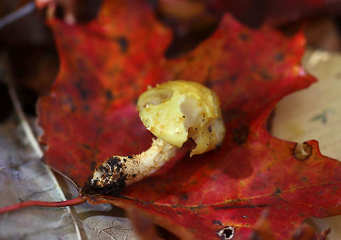 Pholiota adiposa