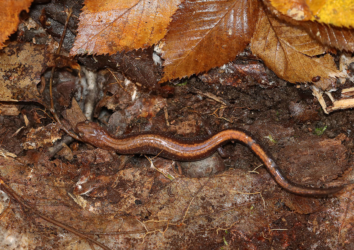 Red-backed Salamander - Plethodon cinereus This salamander had a blackish brown body with a reddish stripe down the middle of its back. <br />
<br />
Red-backed salamanders exhibit color polymorphism with two common color variations - the 'red-backed' variety has a red dorsal stripe that tapers towards the tail and the 'lead-backed' variety lacks most or all of the red pigmentation. The red-backed phase is not always red, but may actually be various other colors (yellow-backed, orange-backed, or white-backed).<br />
<br />
Habitat: Under a log; mixed forest Fall,Geotagged,Plethodon,Plethodon cinereus,Red-backed salamander,United States,salamander