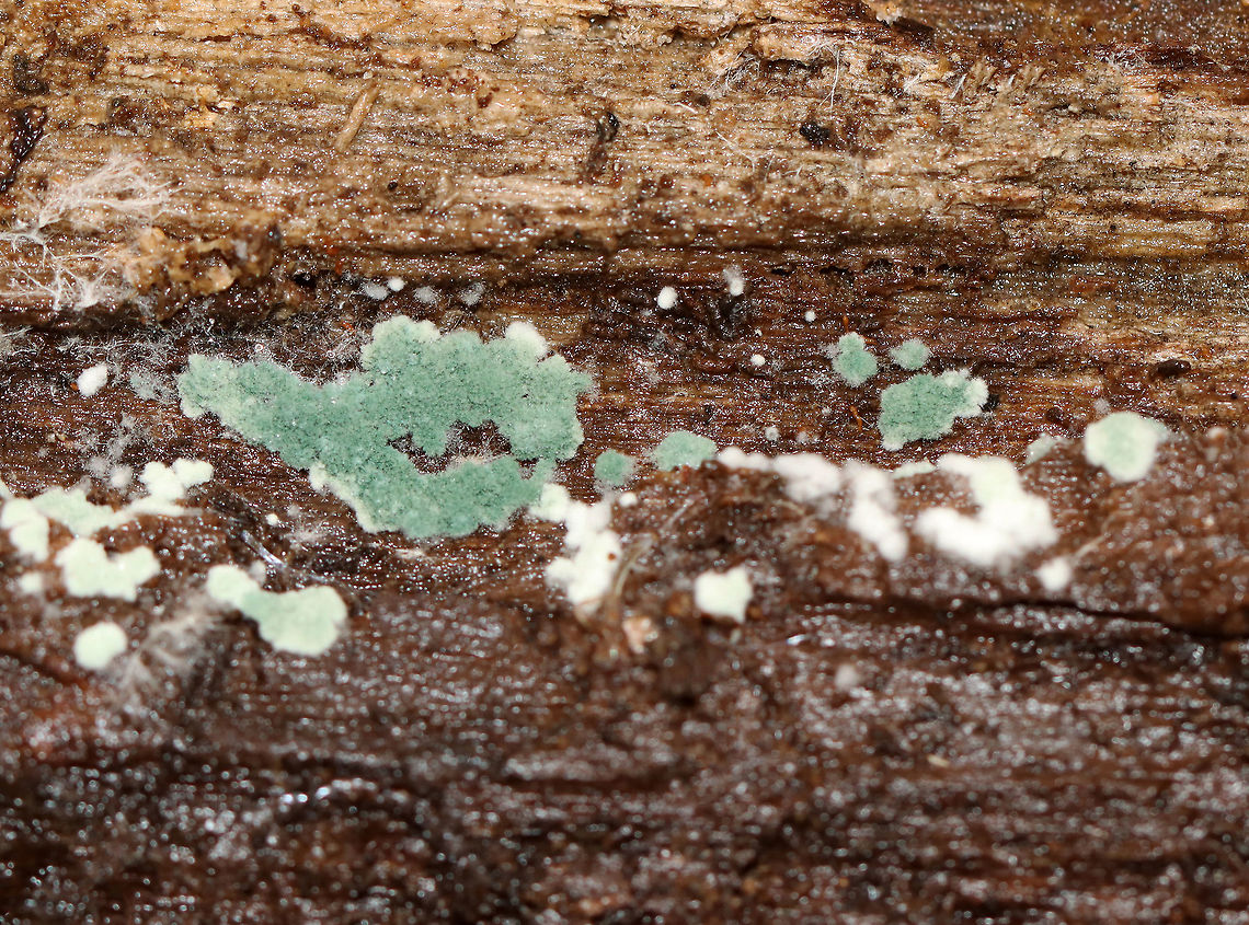 Trichoderma viride *Tentative ID<br />
<br />
Habitat: Rotting wood; mixed forest Fall,Geotagged,Trichoderma,Trichoderma viride,United States,fungus