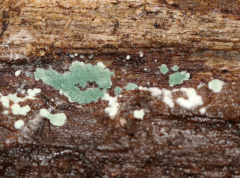 Trichoderma viride *Tentative ID

Habitat: Rotting wood; mixed forest Fall,Geotagged,Trichoderma,Trichoderma viride,United States,fungus
