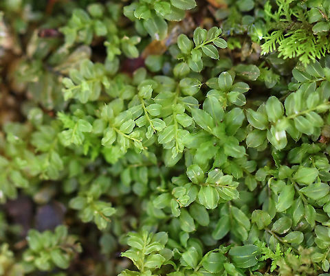 Woodsy Thyme-moss - Plagiomnium cuspidatum Habitat: Pondside; mixed forest Fall,Geotagged,Plagiomnium,Plagiomnium cuspidatum,United States,Woodsy Thyme-Moss,moss