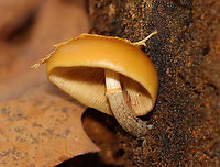Funeral Bells - Galerina marginata Cap: Convex; sticky; orange with slight two-toned appearance; slightly sunken, darker center; faintly lined margin<br />
<br />
Gills: Brownish; close with frequent short gills; slightly decurrent<br />
<br />
Stem: Dry; rusty-brown ring zone<br />
<br />
Habitat: Growing on rotting wood; deciduous forest<br />
https://www.jungledragon.com/image/120224/funeral_bells_-_galerina_marginata.html<br />
https://www.jungledragon.com/image/120227/funeral_bells_-_galerina_marginata.html<br />
https://www.jungledragon.com/image/120226/funeral_bells_-_galerina_marginata.html<br />
https://www.jungledragon.com/image/120225/funeral_bells_-_galerina_marginata.html Agaricales,Fall,Galerina,Galerina marginata,Geotagged,United States,fungus,mushroom,poisonous mushroom
