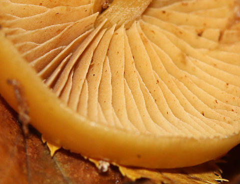 Funeral Bells - Galerina marginata Cap: Convex; sticky; orange with slight two-toned appearance; slightly sunken, darker center; faintly lined margin

Gills: Brownish; close with frequent short gills; slightly decurrent

Stem: Dry; rusty-brown ring zone

Habitat: Growing on rotting wood; deciduous forest
https://www.jungledragon.com/image/120224/funeral_bells_-_galerina_marginata.html
https://www.jungledragon.com/image/120227/funeral_bells_-_galerina_marginata.html
https://www.jungledragon.com/image/120226/funeral_bells_-_galerina_marginata.html
https://www.jungledragon.com/image/120225/funeral_bells_-_galerina_marginata.html Fall,Galerina marginata,Geotagged,United States