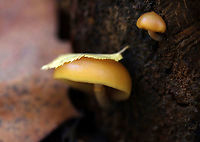 Funeral Bells - Galerina marginata Cap: Convex; sticky; orange with slight two-toned appearance; slightly sunken, darker center; faintly lined margin<br />
<br />
Gills: Brownish; close with frequent short gills; slightly decurrent<br />
<br />
Stem: Dry; rusty-brown ring zone<br />
<br />
Habitat: Growing on rotting wood; deciduous forest<br />
https://www.jungledragon.com/image/120224/funeral_bells_-_galerina_marginata.html<br />
https://www.jungledragon.com/image/120227/funeral_bells_-_galerina_marginata.html<br />
https://www.jungledragon.com/image/120226/funeral_bells_-_galerina_marginata.html<br />
https://www.jungledragon.com/image/120225/funeral_bells_-_galerina_marginata.html Fall,Galerina marginata,Geotagged,United States