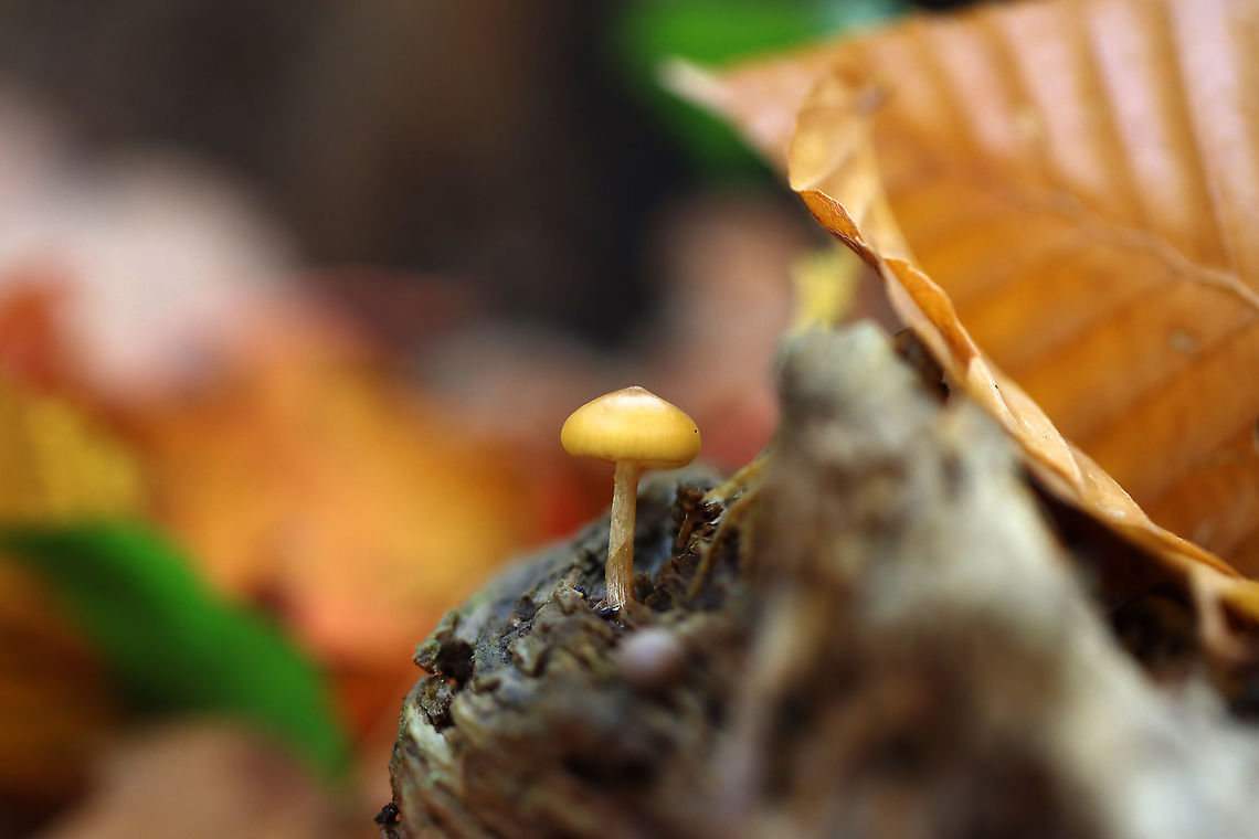Funeral Bells - Galerina marginata Cap: Convex; sticky; orange with slight two-toned appearance; slightly sunken, darker center; faintly lined margin<br />
<br />
Gills: Brownish; close with frequent short gills; slightly decurrent<br />
<br />
Stem: Dry; rusty-brown ring zone<br />
<br />
Habitat: Growing on rotting wood; deciduous forest<br />
<figure class="photo"><a href="https://www.jungledragon.com/image/120224/funeral_bells_-_galerina_marginata.html" title="Funeral Bells - Galerina marginata"><img src="https://s3.amazonaws.com/media.jungledragon.com/images/3232/120224_thumb.jpg?AWSAccessKeyId=05GMT0V3GWVNE7GGM1R2&Expires=1759968010&Signature=fOi51LxwOTiGnSVXkg3sd06BFW4%3D" width="200" height="152" alt="Funeral Bells - Galerina marginata Cap: Convex; sticky; orange with slight two-toned appearance; slightly sunken, darker center; faintly lined margin<br />
<br />
Gills: Brownish; close with frequent short gills; slightly decurrent<br />
<br />
Stem: Dry; rusty-brown ring zone<br />
<br />
Habitat: Growing on rotting wood; deciduous forest<br />
https://www.jungledragon.com/image/120224/funeral_bells_-_galerina_marginata.html<br />
https://www.jungledragon.com/image/120227/funeral_bells_-_galerina_marginata.html<br />
https://www.jungledragon.com/image/120226/funeral_bells_-_galerina_marginata.html<br />
https://www.jungledragon.com/image/120225/funeral_bells_-_galerina_marginata.html Agaricales,Fall,Galerina,Galerina marginata,Geotagged,United States,fungus,mushroom,poisonous mushroom" /></a></figure><br />
<figure class="photo"><a href="https://www.jungledragon.com/image/120227/funeral_bells_-_galerina_marginata.html" title="Funeral Bells - Galerina marginata"><img src="https://s3.amazonaws.com/media.jungledragon.com/images/3232/120227_thumb.jpg?AWSAccessKeyId=05GMT0V3GWVNE7GGM1R2&Expires=1759968010&Signature=KrVpMPqKPu4mm1eL5wwOwTsxXFA%3D" width="200" height="134" alt="Funeral Bells - Galerina marginata Cap: Convex; sticky; orange with slight two-toned appearance; slightly sunken, darker center; faintly lined margin<br />
<br />
Gills: Brownish; close with frequent short gills; slightly decurrent<br />
<br />
Stem: Dry; rusty-brown ring zone<br />
<br />
Habitat: Growing on rotting wood; deciduous forest<br />
https://www.jungledragon.com/image/120224/funeral_bells_-_galerina_marginata.html<br />
https://www.jungledragon.com/image/120227/funeral_bells_-_galerina_marginata.html<br />
https://www.jungledragon.com/image/120226/funeral_bells_-_galerina_marginata.html<br />
https://www.jungledragon.com/image/120225/funeral_bells_-_galerina_marginata.html Fall,Galerina marginata,Geotagged,United States" /></a></figure><br />
<figure class="photo"><a href="https://www.jungledragon.com/image/120226/funeral_bells_-_galerina_marginata.html" title="Funeral Bells - Galerina marginata"><img src="https://s3.amazonaws.com/media.jungledragon.com/images/3232/120226_thumb.jpg?AWSAccessKeyId=05GMT0V3GWVNE7GGM1R2&Expires=1759968010&Signature=gG8MjzBDSOeAkvtsLk%2BnweGfXFA%3D" width="200" height="142" alt="Funeral Bells - Galerina marginata Cap: Convex; sticky; orange with slight two-toned appearance; slightly sunken, darker center; faintly lined margin<br />
<br />
Gills: Brownish; close with frequent short gills; slightly decurrent<br />
<br />
Stem: Dry; rusty-brown ring zone<br />
<br />
Habitat: Growing on rotting wood; deciduous forest<br />
https://www.jungledragon.com/image/120224/funeral_bells_-_galerina_marginata.html<br />
https://www.jungledragon.com/image/120227/funeral_bells_-_galerina_marginata.html<br />
https://www.jungledragon.com/image/120226/funeral_bells_-_galerina_marginata.html<br />
https://www.jungledragon.com/image/120225/funeral_bells_-_galerina_marginata.html Fall,Galerina marginata,Geotagged,United States" /></a></figure><br />
<figure class="photo"><a href="https://www.jungledragon.com/image/120225/funeral_bells_-_galerina_marginata.html" title="Funeral Bells - Galerina marginata"><img src="https://s3.amazonaws.com/media.jungledragon.com/images/3232/120225_thumb.jpg?AWSAccessKeyId=05GMT0V3GWVNE7GGM1R2&Expires=1759968010&Signature=qPvumraujPxwEdV%2BWhYpEZgysvk%3D" width="200" height="154" alt="Funeral Bells - Galerina marginata Cap: Convex; sticky; orange with slight two-toned appearance; slightly sunken, darker center; faintly lined margin<br />
<br />
Gills: Brownish; close with frequent short gills; slightly decurrent<br />
<br />
Stem: Dry; rusty-brown ring zone<br />
<br />
Habitat: Growing on rotting wood; deciduous forest<br />
https://www.jungledragon.com/image/120224/funeral_bells_-_galerina_marginata.html<br />
https://www.jungledragon.com/image/120227/funeral_bells_-_galerina_marginata.html<br />
https://www.jungledragon.com/image/120226/funeral_bells_-_galerina_marginata.html<br />
https://www.jungledragon.com/image/120225/funeral_bells_-_galerina_marginata.html Fall,Galerina marginata,Geotagged,United States" /></a></figure> Fall,Galerina marginata,Geotagged,United States