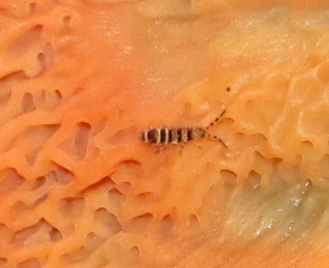 Springtail - Orchesella hexfasciata Habitat: Spotted on fungus; deciduous forest Collembola,Fall,Geotagged,Orchesella,United States,slender springtail,springtail