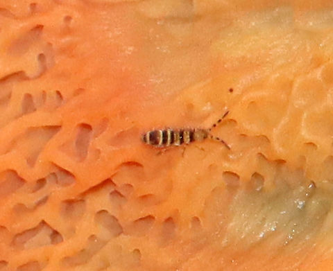 Springtail - Orchesella hexfasciata Habitat: Spotted on fungus; deciduous forest Collembola,Fall,Geotagged,Orchesella,United States,slender springtail,springtail