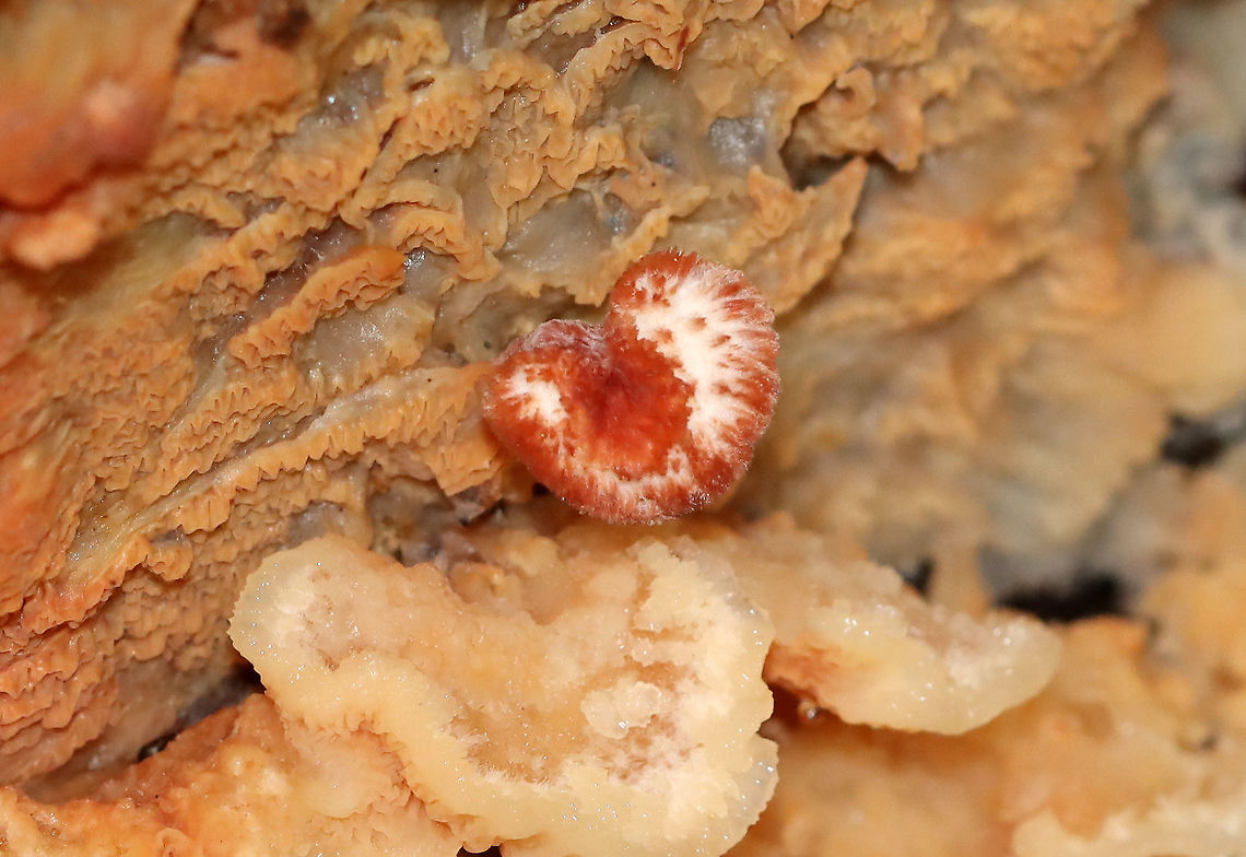 Trembling Phlebia - Phlebia tremellosa Fruiting bodies: upper edges forming a woolly cap; flesh was gelatinous; undersurface wrinkled with no distinct pores<br />
<br />
Habitat: Growing on rotting wood in a deciduous forest<br />
<figure class="photo"><a href="https://www.jungledragon.com/image/120229/trembling_phlebia_-_phlebia_tremellosa.html" title="Trembling Phlebia - Phlebia tremellosa"><img src="https://s3.amazonaws.com/media.jungledragon.com/images/3232/120229_thumb.jpg?AWSAccessKeyId=05GMT0V3GWVNE7GGM1R2&Expires=1759968010&Signature=83byyjtEX5o0INcBtDWa5vERILo%3D" width="200" height="138" alt="Trembling Phlebia - Phlebia tremellosa Fruiting bodies: upper edges forming a woolly cap; flesh was gelatinous; undersurface wrinkled with no distinct pores<br />
<br />
Habitat: Growing on rotting wood in a deciduous forest<br />
https://www.jungledragon.com/image/120229/trembling_phlebia_-_phlebia_tremellosa.html<br />
https://www.jungledragon.com/image/120236/trembling_phlebia_-_phlebia_tremellosa.html<br />
https://www.jungledragon.com/image/120235/trembling_phlebia_-_phlebia_tremellosa.html<br />
https://www.jungledragon.com/image/120234/trembling_phlebia_-_phlebia_tremellosa.html<br />
https://www.jungledragon.com/image/120233/trembling_phlebia_-_phlebia_tremellosa.html<br />
https://www.jungledragon.com/image/120232/trembling_phlebia_-_phlebia_tremellosa.html<br />
https://www.jungledragon.com/image/120231/trembling_phlebia_-_phlebia_tremellosa.html<br />
https://www.jungledragon.com/image/120230/trembling_phlebia_-_phlebia_tremellosa.html Fall,Geotagged,Merulius tremellosus,Phlebia tremellosa,United States,fungus,jelly rot,merulius,phlebia" /></a></figure><br />
<figure class="photo"><a href="https://www.jungledragon.com/image/120236/trembling_phlebia_-_phlebia_tremellosa.html" title="Trembling Phlebia - Phlebia tremellosa"><img src="https://s3.amazonaws.com/media.jungledragon.com/images/3232/120236_thumb.jpg?AWSAccessKeyId=05GMT0V3GWVNE7GGM1R2&Expires=1759968010&Signature=CpCGkge6PF%2Bds%2FV6cOZMcbHg9uE%3D" width="200" height="144" alt="Trembling Phlebia - Phlebia tremellosa Fruiting bodies: upper edges forming a woolly cap; flesh was gelatinous; undersurface wrinkled with no distinct pores<br />
<br />
Habitat: Growing on rotting wood in a deciduous forest<br />
<br />
https://www.jungledragon.com/image/120229/trembling_phlebia_-_phlebia_tremellosa.html<br />
https://www.jungledragon.com/image/120236/trembling_phlebia_-_phlebia_tremellosa.html<br />
https://www.jungledragon.com/image/120235/trembling_phlebia_-_phlebia_tremellosa.html<br />
https://www.jungledragon.com/image/120234/trembling_phlebia_-_phlebia_tremellosa.html<br />
https://www.jungledragon.com/image/120233/trembling_phlebia_-_phlebia_tremellosa.html<br />
https://www.jungledragon.com/image/120232/trembling_phlebia_-_phlebia_tremellosa.html<br />
https://www.jungledragon.com/image/120231/trembling_phlebia_-_phlebia_tremellosa.html<br />
https://www.jungledragon.com/image/120230/trembling_phlebia_-_phlebia_tremellosa.html Fall,Geotagged,Phlebia tremellosa,United States" /></a></figure><br />
<figure class="photo"><a href="https://www.jungledragon.com/image/120235/trembling_phlebia_-_phlebia_tremellosa.html" title="Trembling Phlebia - Phlebia tremellosa"><img src="https://s3.amazonaws.com/media.jungledragon.com/images/3232/120235_thumb.jpg?AWSAccessKeyId=05GMT0V3GWVNE7GGM1R2&Expires=1759968010&Signature=aGsBgXnP6fe2%2FSZeOHJGJmaAi9A%3D" width="200" height="152" alt="Trembling Phlebia - Phlebia tremellosa Fruiting bodies: upper edges forming a woolly cap; flesh was gelatinous; undersurface wrinkled with no distinct pores<br />
<br />
Habitat: Growing on rotting wood in a deciduous forest<br />
<br />
https://www.jungledragon.com/image/120229/trembling_phlebia_-_phlebia_tremellosa.html<br />
https://www.jungledragon.com/image/120236/trembling_phlebia_-_phlebia_tremellosa.html<br />
https://www.jungledragon.com/image/120235/trembling_phlebia_-_phlebia_tremellosa.html<br />
https://www.jungledragon.com/image/120234/trembling_phlebia_-_phlebia_tremellosa.html<br />
https://www.jungledragon.com/image/120233/trembling_phlebia_-_phlebia_tremellosa.html<br />
https://www.jungledragon.com/image/120232/trembling_phlebia_-_phlebia_tremellosa.html<br />
https://www.jungledragon.com/image/120231/trembling_phlebia_-_phlebia_tremellosa.html<br />
https://www.jungledragon.com/image/120230/trembling_phlebia_-_phlebia_tremellosa.html Fall,Geotagged,Phlebia tremellosa,United States" /></a></figure><br />
<figure class="photo"><a href="https://www.jungledragon.com/image/120234/trembling_phlebia_-_phlebia_tremellosa.html" title="Trembling Phlebia - Phlebia tremellosa"><img src="https://s3.amazonaws.com/media.jungledragon.com/images/3232/120234_thumb.jpg?AWSAccessKeyId=05GMT0V3GWVNE7GGM1R2&Expires=1759968010&Signature=aCWPO8hWxZGbQ81GSu4tI20xD48%3D" width="200" height="158" alt="Trembling Phlebia - Phlebia tremellosa Fruiting bodies: upper edges forming a woolly cap; flesh was gelatinous; undersurface wrinkled with no distinct pores<br />
<br />
Habitat: Growing on rotting wood in a deciduous forest<br />
<br />
https://www.jungledragon.com/image/120229/trembling_phlebia_-_phlebia_tremellosa.html<br />
https://www.jungledragon.com/image/120236/trembling_phlebia_-_phlebia_tremellosa.html<br />
https://www.jungledragon.com/image/120235/trembling_phlebia_-_phlebia_tremellosa.html<br />
https://www.jungledragon.com/image/120234/trembling_phlebia_-_phlebia_tremellosa.html<br />
https://www.jungledragon.com/image/120233/trembling_phlebia_-_phlebia_tremellosa.html<br />
https://www.jungledragon.com/image/120232/trembling_phlebia_-_phlebia_tremellosa.html<br />
https://www.jungledragon.com/image/120231/trembling_phlebia_-_phlebia_tremellosa.html<br />
https://www.jungledragon.com/image/120230/trembling_phlebia_-_phlebia_tremellosa.html Fall,Geotagged,Phlebia tremellosa,United States" /></a></figure><br />
<figure class="photo"><a href="https://www.jungledragon.com/image/120233/trembling_phlebia_-_phlebia_tremellosa.html" title="Trembling Phlebia - Phlebia tremellosa"><img src="https://s3.amazonaws.com/media.jungledragon.com/images/3232/120233_thumb.jpg?AWSAccessKeyId=05GMT0V3GWVNE7GGM1R2&Expires=1759968010&Signature=VkDFkO27jpvmW%2BcjC09Tg3MvRzc%3D" width="200" height="128" alt="Trembling Phlebia - Phlebia tremellosa *I tried, but couldn&#039;t ID the beetle in the upper right.<br />
<br />
Fruiting bodies: upper edges forming a woolly cap; flesh was gelatinous; undersurface wrinkled with no distinct pores<br />
<br />
Habitat: Growing on rotting wood in a deciduous forest<br />
<br />
https://www.jungledragon.com/image/120229/trembling_phlebia_-_phlebia_tremellosa.html<br />
https://www.jungledragon.com/image/120236/trembling_phlebia_-_phlebia_tremellosa.html<br />
https://www.jungledragon.com/image/120235/trembling_phlebia_-_phlebia_tremellosa.html<br />
https://www.jungledragon.com/image/120234/trembling_phlebia_-_phlebia_tremellosa.html<br />
https://www.jungledragon.com/image/120233/trembling_phlebia_-_phlebia_tremellosa.html<br />
https://www.jungledragon.com/image/120232/trembling_phlebia_-_phlebia_tremellosa.html<br />
https://www.jungledragon.com/image/120231/trembling_phlebia_-_phlebia_tremellosa.html<br />
https://www.jungledragon.com/image/120230/trembling_phlebia_-_phlebia_tremellosa.html Fall,Geotagged,Phlebia tremellosa,United States" /></a></figure><br />
<figure class="photo"><a href="https://www.jungledragon.com/image/120232/trembling_phlebia_-_phlebia_tremellosa.html" title="Trembling Phlebia - Phlebia tremellosa"><img src="https://s3.amazonaws.com/media.jungledragon.com/images/3232/120232_thumb.jpg?AWSAccessKeyId=05GMT0V3GWVNE7GGM1R2&Expires=1759968010&Signature=r9wLXdn7OcwKl5teft2cFxicj9Y%3D" width="200" height="134" alt="Trembling Phlebia - Phlebia tremellosa Fruiting bodies: upper edges forming a woolly cap; flesh was gelatinous; undersurface wrinkled with no distinct pores<br />
<br />
Habitat: Growing on rotting wood in a deciduous forest<br />
<br />
https://www.jungledragon.com/image/120229/trembling_phlebia_-_phlebia_tremellosa.html<br />
https://www.jungledragon.com/image/120236/trembling_phlebia_-_phlebia_tremellosa.html<br />
https://www.jungledragon.com/image/120235/trembling_phlebia_-_phlebia_tremellosa.html<br />
https://www.jungledragon.com/image/120234/trembling_phlebia_-_phlebia_tremellosa.html<br />
https://www.jungledragon.com/image/120233/trembling_phlebia_-_phlebia_tremellosa.html<br />
https://www.jungledragon.com/image/120232/trembling_phlebia_-_phlebia_tremellosa.html<br />
https://www.jungledragon.com/image/120231/trembling_phlebia_-_phlebia_tremellosa.html<br />
https://www.jungledragon.com/image/120230/trembling_phlebia_-_phlebia_tremellosa.html Fall,Geotagged,Phlebia tremellosa,United States" /></a></figure><br />
<figure class="photo"><a href="https://www.jungledragon.com/image/120231/trembling_phlebia_-_phlebia_tremellosa.html" title="Trembling Phlebia - Phlebia tremellosa"><img src="https://s3.amazonaws.com/media.jungledragon.com/images/3232/120231_thumb.jpg?AWSAccessKeyId=05GMT0V3GWVNE7GGM1R2&Expires=1759968010&Signature=DQ65Lw0fa8bDFa%2Bphf78mN8HE1w%3D" width="200" height="154" alt="Trembling Phlebia - Phlebia tremellosa Fruiting bodies: upper edges forming a woolly cap; flesh was gelatinous; undersurface wrinkled with no distinct pores<br />
<br />
Habitat: Growing on rotting wood in a deciduous forest<br />
<br />
https://www.jungledragon.com/image/120229/trembling_phlebia_-_phlebia_tremellosa.html<br />
https://www.jungledragon.com/image/120236/trembling_phlebia_-_phlebia_tremellosa.html<br />
https://www.jungledragon.com/image/120235/trembling_phlebia_-_phlebia_tremellosa.html<br />
https://www.jungledragon.com/image/120234/trembling_phlebia_-_phlebia_tremellosa.html<br />
https://www.jungledragon.com/image/120233/trembling_phlebia_-_phlebia_tremellosa.html<br />
https://www.jungledragon.com/image/120232/trembling_phlebia_-_phlebia_tremellosa.html<br />
https://www.jungledragon.com/image/120231/trembling_phlebia_-_phlebia_tremellosa.html<br />
https://www.jungledragon.com/image/120230/trembling_phlebia_-_phlebia_tremellosa.html Fall,Geotagged,Phlebia tremellosa,United States" /></a></figure><br />
<figure class="photo"><a href="https://www.jungledragon.com/image/120230/trembling_phlebia_-_phlebia_tremellosa.html" title="Trembling Phlebia - Phlebia tremellosa"><img src="https://s3.amazonaws.com/media.jungledragon.com/images/3232/120230_thumb.jpg?AWSAccessKeyId=05GMT0V3GWVNE7GGM1R2&Expires=1759968010&Signature=FU7A5jT0hfFpuRpm3Ntx%2BWRIJEw%3D" width="200" height="150" alt="Trembling Phlebia - Phlebia tremellosa Fruiting bodies: upper edges forming a woolly cap; flesh was gelatinous; undersurface wrinkled with no distinct pores<br />
<br />
Habitat: Growing on rotting wood in a deciduous forest<br />
<br />
https://www.jungledragon.com/image/120229/trembling_phlebia_-_phlebia_tremellosa.html<br />
https://www.jungledragon.com/image/120236/trembling_phlebia_-_phlebia_tremellosa.html<br />
https://www.jungledragon.com/image/120235/trembling_phlebia_-_phlebia_tremellosa.html<br />
https://www.jungledragon.com/image/120234/trembling_phlebia_-_phlebia_tremellosa.html<br />
https://www.jungledragon.com/image/120233/trembling_phlebia_-_phlebia_tremellosa.html<br />
https://www.jungledragon.com/image/120232/trembling_phlebia_-_phlebia_tremellosa.html<br />
https://www.jungledragon.com/image/120231/trembling_phlebia_-_phlebia_tremellosa.html<br />
https://www.jungledragon.com/image/120230/trembling_phlebia_-_phlebia_tremellosa.html Fall,Geotagged,Phlebia tremellosa,United States" /></a></figure> Fall,Geotagged,Merulius tremellosus,Phlebia tremellosa,United States,fungus,jelly rot,merulius,phlebia