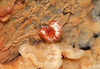 Trembling Phlebia - Phlebia tremellosa Fruiting bodies: upper edges forming a woolly cap; flesh was gelatinous; undersurface wrinkled with no distinct pores<br />
<br />
Habitat: Growing on rotting wood in a deciduous forest<br />
https://www.jungledragon.com/image/120229/trembling_phlebia_-_phlebia_tremellosa.html<br />
https://www.jungledragon.com/image/120236/trembling_phlebia_-_phlebia_tremellosa.html<br />
https://www.jungledragon.com/image/120235/trembling_phlebia_-_phlebia_tremellosa.html<br />
https://www.jungledragon.com/image/120234/trembling_phlebia_-_phlebia_tremellosa.html<br />
https://www.jungledragon.com/image/120233/trembling_phlebia_-_phlebia_tremellosa.html<br />
https://www.jungledragon.com/image/120232/trembling_phlebia_-_phlebia_tremellosa.html<br />
https://www.jungledragon.com/image/120231/trembling_phlebia_-_phlebia_tremellosa.html<br />
https://www.jungledragon.com/image/120230/trembling_phlebia_-_phlebia_tremellosa.html Fall,Geotagged,Merulius tremellosus,Phlebia tremellosa,United States,fungus,jelly rot,merulius,phlebia
