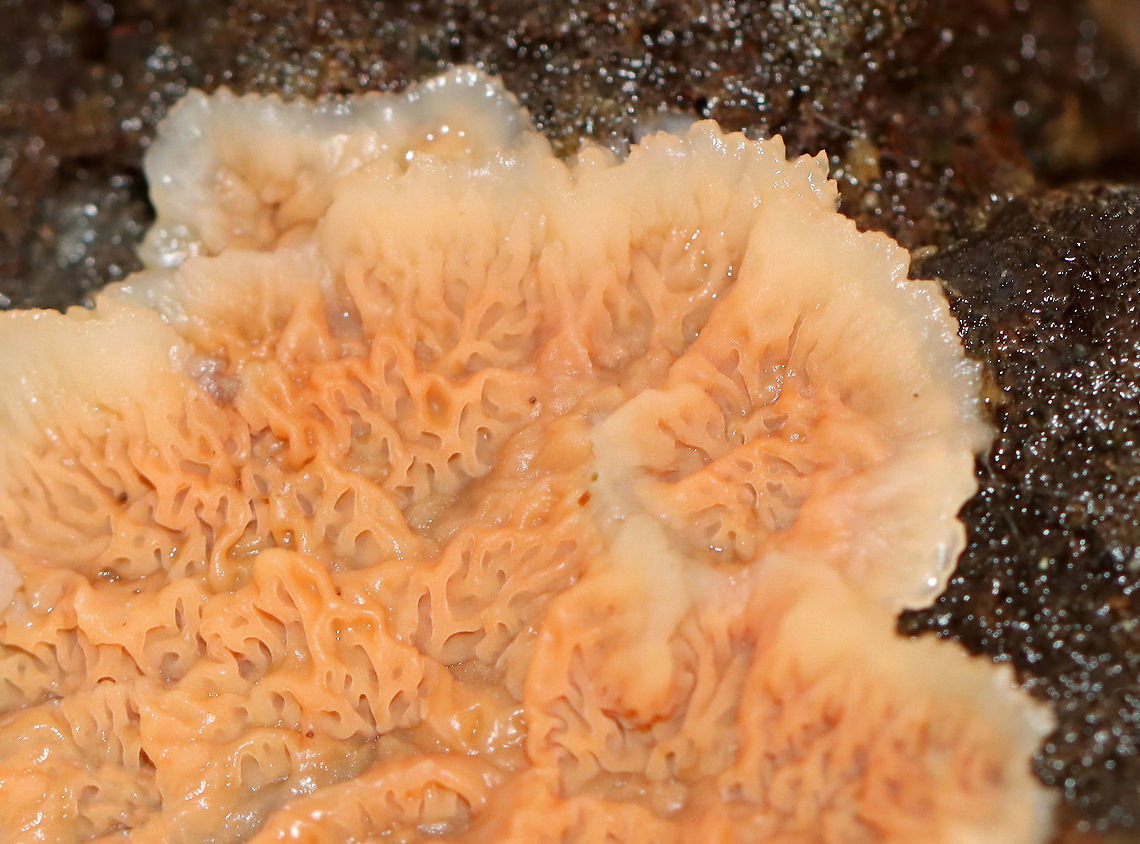 Trembling Phlebia - Phlebia tremellosa Fruiting bodies: upper edges forming a woolly cap; flesh was gelatinous; undersurface wrinkled with no distinct pores<br />
<br />
Habitat: Growing on rotting wood in a deciduous forest<br />
<br />
<figure class="photo"><a href="https://www.jungledragon.com/image/120229/trembling_phlebia_-_phlebia_tremellosa.html" title="Trembling Phlebia - Phlebia tremellosa"><img src="https://s3.amazonaws.com/media.jungledragon.com/images/3232/120229_thumb.jpg?AWSAccessKeyId=05GMT0V3GWVNE7GGM1R2&Expires=1767225610&Signature=zVQm0wX5HPQBmFt7ZOUjiVFXfeQ%3D" width="200" height="138" alt="Trembling Phlebia - Phlebia tremellosa Fruiting bodies: upper edges forming a woolly cap; flesh was gelatinous; undersurface wrinkled with no distinct pores<br />
<br />
Habitat: Growing on rotting wood in a deciduous forest<br />
https://www.jungledragon.com/image/120229/trembling_phlebia_-_phlebia_tremellosa.html<br />
https://www.jungledragon.com/image/120236/trembling_phlebia_-_phlebia_tremellosa.html<br />
https://www.jungledragon.com/image/120235/trembling_phlebia_-_phlebia_tremellosa.html<br />
https://www.jungledragon.com/image/120234/trembling_phlebia_-_phlebia_tremellosa.html<br />
https://www.jungledragon.com/image/120233/trembling_phlebia_-_phlebia_tremellosa.html<br />
https://www.jungledragon.com/image/120232/trembling_phlebia_-_phlebia_tremellosa.html<br />
https://www.jungledragon.com/image/120231/trembling_phlebia_-_phlebia_tremellosa.html<br />
https://www.jungledragon.com/image/120230/trembling_phlebia_-_phlebia_tremellosa.html Fall,Geotagged,Merulius tremellosus,Phlebia tremellosa,United States,fungus,jelly rot,merulius,phlebia" /></a></figure><br />
<figure class="photo"><a href="https://www.jungledragon.com/image/120236/trembling_phlebia_-_phlebia_tremellosa.html" title="Trembling Phlebia - Phlebia tremellosa"><img src="https://s3.amazonaws.com/media.jungledragon.com/images/3232/120236_thumb.jpg?AWSAccessKeyId=05GMT0V3GWVNE7GGM1R2&Expires=1767225610&Signature=%2Fck%2FIuekrDt6JSYdGcJfR1d8CMw%3D" width="200" height="144" alt="Trembling Phlebia - Phlebia tremellosa Fruiting bodies: upper edges forming a woolly cap; flesh was gelatinous; undersurface wrinkled with no distinct pores<br />
<br />
Habitat: Growing on rotting wood in a deciduous forest<br />
<br />
https://www.jungledragon.com/image/120229/trembling_phlebia_-_phlebia_tremellosa.html<br />
https://www.jungledragon.com/image/120236/trembling_phlebia_-_phlebia_tremellosa.html<br />
https://www.jungledragon.com/image/120235/trembling_phlebia_-_phlebia_tremellosa.html<br />
https://www.jungledragon.com/image/120234/trembling_phlebia_-_phlebia_tremellosa.html<br />
https://www.jungledragon.com/image/120233/trembling_phlebia_-_phlebia_tremellosa.html<br />
https://www.jungledragon.com/image/120232/trembling_phlebia_-_phlebia_tremellosa.html<br />
https://www.jungledragon.com/image/120231/trembling_phlebia_-_phlebia_tremellosa.html<br />
https://www.jungledragon.com/image/120230/trembling_phlebia_-_phlebia_tremellosa.html Fall,Geotagged,Phlebia tremellosa,United States" /></a></figure><br />
<figure class="photo"><a href="https://www.jungledragon.com/image/120235/trembling_phlebia_-_phlebia_tremellosa.html" title="Trembling Phlebia - Phlebia tremellosa"><img src="https://s3.amazonaws.com/media.jungledragon.com/images/3232/120235_thumb.jpg?AWSAccessKeyId=05GMT0V3GWVNE7GGM1R2&Expires=1767225610&Signature=1vcdswDroI8L0Jah3R5ev%2FhaeAk%3D" width="200" height="152" alt="Trembling Phlebia - Phlebia tremellosa Fruiting bodies: upper edges forming a woolly cap; flesh was gelatinous; undersurface wrinkled with no distinct pores<br />
<br />
Habitat: Growing on rotting wood in a deciduous forest<br />
<br />
https://www.jungledragon.com/image/120229/trembling_phlebia_-_phlebia_tremellosa.html<br />
https://www.jungledragon.com/image/120236/trembling_phlebia_-_phlebia_tremellosa.html<br />
https://www.jungledragon.com/image/120235/trembling_phlebia_-_phlebia_tremellosa.html<br />
https://www.jungledragon.com/image/120234/trembling_phlebia_-_phlebia_tremellosa.html<br />
https://www.jungledragon.com/image/120233/trembling_phlebia_-_phlebia_tremellosa.html<br />
https://www.jungledragon.com/image/120232/trembling_phlebia_-_phlebia_tremellosa.html<br />
https://www.jungledragon.com/image/120231/trembling_phlebia_-_phlebia_tremellosa.html<br />
https://www.jungledragon.com/image/120230/trembling_phlebia_-_phlebia_tremellosa.html Fall,Geotagged,Phlebia tremellosa,United States" /></a></figure><br />
<figure class="photo"><a href="https://www.jungledragon.com/image/120234/trembling_phlebia_-_phlebia_tremellosa.html" title="Trembling Phlebia - Phlebia tremellosa"><img src="https://s3.amazonaws.com/media.jungledragon.com/images/3232/120234_thumb.jpg?AWSAccessKeyId=05GMT0V3GWVNE7GGM1R2&Expires=1767225610&Signature=3V%2BSZqAYy7NMEzhbP71vjv11ubg%3D" width="200" height="158" alt="Trembling Phlebia - Phlebia tremellosa Fruiting bodies: upper edges forming a woolly cap; flesh was gelatinous; undersurface wrinkled with no distinct pores<br />
<br />
Habitat: Growing on rotting wood in a deciduous forest<br />
<br />
https://www.jungledragon.com/image/120229/trembling_phlebia_-_phlebia_tremellosa.html<br />
https://www.jungledragon.com/image/120236/trembling_phlebia_-_phlebia_tremellosa.html<br />
https://www.jungledragon.com/image/120235/trembling_phlebia_-_phlebia_tremellosa.html<br />
https://www.jungledragon.com/image/120234/trembling_phlebia_-_phlebia_tremellosa.html<br />
https://www.jungledragon.com/image/120233/trembling_phlebia_-_phlebia_tremellosa.html<br />
https://www.jungledragon.com/image/120232/trembling_phlebia_-_phlebia_tremellosa.html<br />
https://www.jungledragon.com/image/120231/trembling_phlebia_-_phlebia_tremellosa.html<br />
https://www.jungledragon.com/image/120230/trembling_phlebia_-_phlebia_tremellosa.html Fall,Geotagged,Phlebia tremellosa,United States" /></a></figure><br />
<figure class="photo"><a href="https://www.jungledragon.com/image/120233/trembling_phlebia_-_phlebia_tremellosa.html" title="Trembling Phlebia - Phlebia tremellosa"><img src="https://s3.amazonaws.com/media.jungledragon.com/images/3232/120233_thumb.jpg?AWSAccessKeyId=05GMT0V3GWVNE7GGM1R2&Expires=1767225610&Signature=BiH4u8uTC57PbUihOg6Yy7Spm88%3D" width="200" height="128" alt="Trembling Phlebia - Phlebia tremellosa *I tried, but couldn&#039;t ID the beetle in the upper right.<br />
<br />
Fruiting bodies: upper edges forming a woolly cap; flesh was gelatinous; undersurface wrinkled with no distinct pores<br />
<br />
Habitat: Growing on rotting wood in a deciduous forest<br />
<br />
https://www.jungledragon.com/image/120229/trembling_phlebia_-_phlebia_tremellosa.html<br />
https://www.jungledragon.com/image/120236/trembling_phlebia_-_phlebia_tremellosa.html<br />
https://www.jungledragon.com/image/120235/trembling_phlebia_-_phlebia_tremellosa.html<br />
https://www.jungledragon.com/image/120234/trembling_phlebia_-_phlebia_tremellosa.html<br />
https://www.jungledragon.com/image/120233/trembling_phlebia_-_phlebia_tremellosa.html<br />
https://www.jungledragon.com/image/120232/trembling_phlebia_-_phlebia_tremellosa.html<br />
https://www.jungledragon.com/image/120231/trembling_phlebia_-_phlebia_tremellosa.html<br />
https://www.jungledragon.com/image/120230/trembling_phlebia_-_phlebia_tremellosa.html Fall,Geotagged,Phlebia tremellosa,United States" /></a></figure><br />
<figure class="photo"><a href="https://www.jungledragon.com/image/120232/trembling_phlebia_-_phlebia_tremellosa.html" title="Trembling Phlebia - Phlebia tremellosa"><img src="https://s3.amazonaws.com/media.jungledragon.com/images/3232/120232_thumb.jpg?AWSAccessKeyId=05GMT0V3GWVNE7GGM1R2&Expires=1767225610&Signature=4CAStlof01r0A64of4F9azFv7CY%3D" width="200" height="134" alt="Trembling Phlebia - Phlebia tremellosa Fruiting bodies: upper edges forming a woolly cap; flesh was gelatinous; undersurface wrinkled with no distinct pores<br />
<br />
Habitat: Growing on rotting wood in a deciduous forest<br />
<br />
https://www.jungledragon.com/image/120229/trembling_phlebia_-_phlebia_tremellosa.html<br />
https://www.jungledragon.com/image/120236/trembling_phlebia_-_phlebia_tremellosa.html<br />
https://www.jungledragon.com/image/120235/trembling_phlebia_-_phlebia_tremellosa.html<br />
https://www.jungledragon.com/image/120234/trembling_phlebia_-_phlebia_tremellosa.html<br />
https://www.jungledragon.com/image/120233/trembling_phlebia_-_phlebia_tremellosa.html<br />
https://www.jungledragon.com/image/120232/trembling_phlebia_-_phlebia_tremellosa.html<br />
https://www.jungledragon.com/image/120231/trembling_phlebia_-_phlebia_tremellosa.html<br />
https://www.jungledragon.com/image/120230/trembling_phlebia_-_phlebia_tremellosa.html Fall,Geotagged,Phlebia tremellosa,United States" /></a></figure><br />
<figure class="photo"><a href="https://www.jungledragon.com/image/120231/trembling_phlebia_-_phlebia_tremellosa.html" title="Trembling Phlebia - Phlebia tremellosa"><img src="https://s3.amazonaws.com/media.jungledragon.com/images/3232/120231_thumb.jpg?AWSAccessKeyId=05GMT0V3GWVNE7GGM1R2&Expires=1767225610&Signature=gNFsH97dNmKA3IE0iESBmxFxWbU%3D" width="200" height="154" alt="Trembling Phlebia - Phlebia tremellosa Fruiting bodies: upper edges forming a woolly cap; flesh was gelatinous; undersurface wrinkled with no distinct pores<br />
<br />
Habitat: Growing on rotting wood in a deciduous forest<br />
<br />
https://www.jungledragon.com/image/120229/trembling_phlebia_-_phlebia_tremellosa.html<br />
https://www.jungledragon.com/image/120236/trembling_phlebia_-_phlebia_tremellosa.html<br />
https://www.jungledragon.com/image/120235/trembling_phlebia_-_phlebia_tremellosa.html<br />
https://www.jungledragon.com/image/120234/trembling_phlebia_-_phlebia_tremellosa.html<br />
https://www.jungledragon.com/image/120233/trembling_phlebia_-_phlebia_tremellosa.html<br />
https://www.jungledragon.com/image/120232/trembling_phlebia_-_phlebia_tremellosa.html<br />
https://www.jungledragon.com/image/120231/trembling_phlebia_-_phlebia_tremellosa.html<br />
https://www.jungledragon.com/image/120230/trembling_phlebia_-_phlebia_tremellosa.html Fall,Geotagged,Phlebia tremellosa,United States" /></a></figure><br />
<figure class="photo"><a href="https://www.jungledragon.com/image/120230/trembling_phlebia_-_phlebia_tremellosa.html" title="Trembling Phlebia - Phlebia tremellosa"><img src="https://s3.amazonaws.com/media.jungledragon.com/images/3232/120230_thumb.jpg?AWSAccessKeyId=05GMT0V3GWVNE7GGM1R2&Expires=1767225610&Signature=ngmumWdcwpvYaVLFdQrIb8doN70%3D" width="200" height="150" alt="Trembling Phlebia - Phlebia tremellosa Fruiting bodies: upper edges forming a woolly cap; flesh was gelatinous; undersurface wrinkled with no distinct pores<br />
<br />
Habitat: Growing on rotting wood in a deciduous forest<br />
<br />
https://www.jungledragon.com/image/120229/trembling_phlebia_-_phlebia_tremellosa.html<br />
https://www.jungledragon.com/image/120236/trembling_phlebia_-_phlebia_tremellosa.html<br />
https://www.jungledragon.com/image/120235/trembling_phlebia_-_phlebia_tremellosa.html<br />
https://www.jungledragon.com/image/120234/trembling_phlebia_-_phlebia_tremellosa.html<br />
https://www.jungledragon.com/image/120233/trembling_phlebia_-_phlebia_tremellosa.html<br />
https://www.jungledragon.com/image/120232/trembling_phlebia_-_phlebia_tremellosa.html<br />
https://www.jungledragon.com/image/120231/trembling_phlebia_-_phlebia_tremellosa.html<br />
https://www.jungledragon.com/image/120230/trembling_phlebia_-_phlebia_tremellosa.html Fall,Geotagged,Phlebia tremellosa,United States" /></a></figure> Fall,Geotagged,Phlebia tremellosa,United States