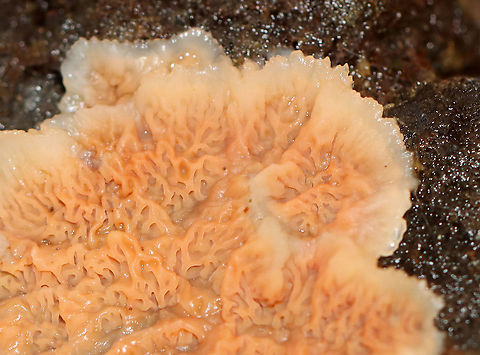 Trembling Phlebia - Phlebia tremellosa Fruiting bodies: upper edges forming a woolly cap; flesh was gelatinous; undersurface wrinkled with no distinct pores

Habitat: Growing on rotting wood in a deciduous forest

https://www.jungledragon.com/image/120229/trembling_phlebia_-_phlebia_tremellosa.html
https://www.jungledragon.com/image/120236/trembling_phlebia_-_phlebia_tremellosa.html
https://www.jungledragon.com/image/120235/trembling_phlebia_-_phlebia_tremellosa.html
https://www.jungledragon.com/image/120234/trembling_phlebia_-_phlebia_tremellosa.html
https://www.jungledragon.com/image/120233/trembling_phlebia_-_phlebia_tremellosa.html
https://www.jungledragon.com/image/120232/trembling_phlebia_-_phlebia_tremellosa.html
https://www.jungledragon.com/image/120231/trembling_phlebia_-_phlebia_tremellosa.html
https://www.jungledragon.com/image/120230/trembling_phlebia_-_phlebia_tremellosa.html Fall,Geotagged,Phlebia tremellosa,United States