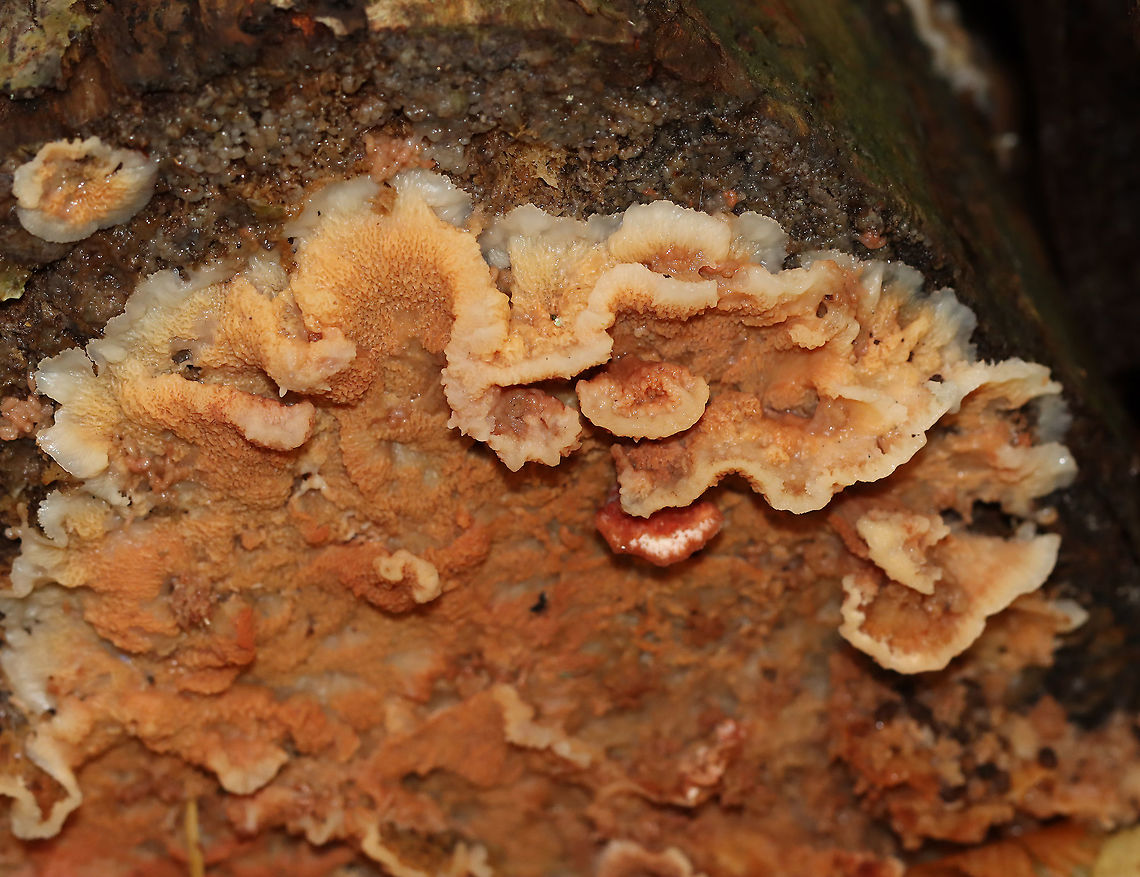 Trembling Phlebia - Phlebia tremellosa Fruiting bodies: upper edges forming a woolly cap; flesh was gelatinous; undersurface wrinkled with no distinct pores<br />
<br />
Habitat: Growing on rotting wood in a deciduous forest<br />
<br />
<figure class="photo"><a href="https://www.jungledragon.com/image/120229/trembling_phlebia_-_phlebia_tremellosa.html" title="Trembling Phlebia - Phlebia tremellosa"><img src="https://s3.amazonaws.com/media.jungledragon.com/images/3232/120229_thumb.jpg?AWSAccessKeyId=05GMT0V3GWVNE7GGM1R2&Expires=1759968010&Signature=83byyjtEX5o0INcBtDWa5vERILo%3D" width="200" height="138" alt="Trembling Phlebia - Phlebia tremellosa Fruiting bodies: upper edges forming a woolly cap; flesh was gelatinous; undersurface wrinkled with no distinct pores<br />
<br />
Habitat: Growing on rotting wood in a deciduous forest<br />
https://www.jungledragon.com/image/120229/trembling_phlebia_-_phlebia_tremellosa.html<br />
https://www.jungledragon.com/image/120236/trembling_phlebia_-_phlebia_tremellosa.html<br />
https://www.jungledragon.com/image/120235/trembling_phlebia_-_phlebia_tremellosa.html<br />
https://www.jungledragon.com/image/120234/trembling_phlebia_-_phlebia_tremellosa.html<br />
https://www.jungledragon.com/image/120233/trembling_phlebia_-_phlebia_tremellosa.html<br />
https://www.jungledragon.com/image/120232/trembling_phlebia_-_phlebia_tremellosa.html<br />
https://www.jungledragon.com/image/120231/trembling_phlebia_-_phlebia_tremellosa.html<br />
https://www.jungledragon.com/image/120230/trembling_phlebia_-_phlebia_tremellosa.html Fall,Geotagged,Merulius tremellosus,Phlebia tremellosa,United States,fungus,jelly rot,merulius,phlebia" /></a></figure><br />
<figure class="photo"><a href="https://www.jungledragon.com/image/120236/trembling_phlebia_-_phlebia_tremellosa.html" title="Trembling Phlebia - Phlebia tremellosa"><img src="https://s3.amazonaws.com/media.jungledragon.com/images/3232/120236_thumb.jpg?AWSAccessKeyId=05GMT0V3GWVNE7GGM1R2&Expires=1759968010&Signature=CpCGkge6PF%2Bds%2FV6cOZMcbHg9uE%3D" width="200" height="144" alt="Trembling Phlebia - Phlebia tremellosa Fruiting bodies: upper edges forming a woolly cap; flesh was gelatinous; undersurface wrinkled with no distinct pores<br />
<br />
Habitat: Growing on rotting wood in a deciduous forest<br />
<br />
https://www.jungledragon.com/image/120229/trembling_phlebia_-_phlebia_tremellosa.html<br />
https://www.jungledragon.com/image/120236/trembling_phlebia_-_phlebia_tremellosa.html<br />
https://www.jungledragon.com/image/120235/trembling_phlebia_-_phlebia_tremellosa.html<br />
https://www.jungledragon.com/image/120234/trembling_phlebia_-_phlebia_tremellosa.html<br />
https://www.jungledragon.com/image/120233/trembling_phlebia_-_phlebia_tremellosa.html<br />
https://www.jungledragon.com/image/120232/trembling_phlebia_-_phlebia_tremellosa.html<br />
https://www.jungledragon.com/image/120231/trembling_phlebia_-_phlebia_tremellosa.html<br />
https://www.jungledragon.com/image/120230/trembling_phlebia_-_phlebia_tremellosa.html Fall,Geotagged,Phlebia tremellosa,United States" /></a></figure><br />
<figure class="photo"><a href="https://www.jungledragon.com/image/120235/trembling_phlebia_-_phlebia_tremellosa.html" title="Trembling Phlebia - Phlebia tremellosa"><img src="https://s3.amazonaws.com/media.jungledragon.com/images/3232/120235_thumb.jpg?AWSAccessKeyId=05GMT0V3GWVNE7GGM1R2&Expires=1759968010&Signature=aGsBgXnP6fe2%2FSZeOHJGJmaAi9A%3D" width="200" height="152" alt="Trembling Phlebia - Phlebia tremellosa Fruiting bodies: upper edges forming a woolly cap; flesh was gelatinous; undersurface wrinkled with no distinct pores<br />
<br />
Habitat: Growing on rotting wood in a deciduous forest<br />
<br />
https://www.jungledragon.com/image/120229/trembling_phlebia_-_phlebia_tremellosa.html<br />
https://www.jungledragon.com/image/120236/trembling_phlebia_-_phlebia_tremellosa.html<br />
https://www.jungledragon.com/image/120235/trembling_phlebia_-_phlebia_tremellosa.html<br />
https://www.jungledragon.com/image/120234/trembling_phlebia_-_phlebia_tremellosa.html<br />
https://www.jungledragon.com/image/120233/trembling_phlebia_-_phlebia_tremellosa.html<br />
https://www.jungledragon.com/image/120232/trembling_phlebia_-_phlebia_tremellosa.html<br />
https://www.jungledragon.com/image/120231/trembling_phlebia_-_phlebia_tremellosa.html<br />
https://www.jungledragon.com/image/120230/trembling_phlebia_-_phlebia_tremellosa.html Fall,Geotagged,Phlebia tremellosa,United States" /></a></figure><br />
<figure class="photo"><a href="https://www.jungledragon.com/image/120234/trembling_phlebia_-_phlebia_tremellosa.html" title="Trembling Phlebia - Phlebia tremellosa"><img src="https://s3.amazonaws.com/media.jungledragon.com/images/3232/120234_thumb.jpg?AWSAccessKeyId=05GMT0V3GWVNE7GGM1R2&Expires=1759968010&Signature=aCWPO8hWxZGbQ81GSu4tI20xD48%3D" width="200" height="158" alt="Trembling Phlebia - Phlebia tremellosa Fruiting bodies: upper edges forming a woolly cap; flesh was gelatinous; undersurface wrinkled with no distinct pores<br />
<br />
Habitat: Growing on rotting wood in a deciduous forest<br />
<br />
https://www.jungledragon.com/image/120229/trembling_phlebia_-_phlebia_tremellosa.html<br />
https://www.jungledragon.com/image/120236/trembling_phlebia_-_phlebia_tremellosa.html<br />
https://www.jungledragon.com/image/120235/trembling_phlebia_-_phlebia_tremellosa.html<br />
https://www.jungledragon.com/image/120234/trembling_phlebia_-_phlebia_tremellosa.html<br />
https://www.jungledragon.com/image/120233/trembling_phlebia_-_phlebia_tremellosa.html<br />
https://www.jungledragon.com/image/120232/trembling_phlebia_-_phlebia_tremellosa.html<br />
https://www.jungledragon.com/image/120231/trembling_phlebia_-_phlebia_tremellosa.html<br />
https://www.jungledragon.com/image/120230/trembling_phlebia_-_phlebia_tremellosa.html Fall,Geotagged,Phlebia tremellosa,United States" /></a></figure><br />
<figure class="photo"><a href="https://www.jungledragon.com/image/120233/trembling_phlebia_-_phlebia_tremellosa.html" title="Trembling Phlebia - Phlebia tremellosa"><img src="https://s3.amazonaws.com/media.jungledragon.com/images/3232/120233_thumb.jpg?AWSAccessKeyId=05GMT0V3GWVNE7GGM1R2&Expires=1759968010&Signature=VkDFkO27jpvmW%2BcjC09Tg3MvRzc%3D" width="200" height="128" alt="Trembling Phlebia - Phlebia tremellosa *I tried, but couldn&#039;t ID the beetle in the upper right.<br />
<br />
Fruiting bodies: upper edges forming a woolly cap; flesh was gelatinous; undersurface wrinkled with no distinct pores<br />
<br />
Habitat: Growing on rotting wood in a deciduous forest<br />
<br />
https://www.jungledragon.com/image/120229/trembling_phlebia_-_phlebia_tremellosa.html<br />
https://www.jungledragon.com/image/120236/trembling_phlebia_-_phlebia_tremellosa.html<br />
https://www.jungledragon.com/image/120235/trembling_phlebia_-_phlebia_tremellosa.html<br />
https://www.jungledragon.com/image/120234/trembling_phlebia_-_phlebia_tremellosa.html<br />
https://www.jungledragon.com/image/120233/trembling_phlebia_-_phlebia_tremellosa.html<br />
https://www.jungledragon.com/image/120232/trembling_phlebia_-_phlebia_tremellosa.html<br />
https://www.jungledragon.com/image/120231/trembling_phlebia_-_phlebia_tremellosa.html<br />
https://www.jungledragon.com/image/120230/trembling_phlebia_-_phlebia_tremellosa.html Fall,Geotagged,Phlebia tremellosa,United States" /></a></figure><br />
<figure class="photo"><a href="https://www.jungledragon.com/image/120232/trembling_phlebia_-_phlebia_tremellosa.html" title="Trembling Phlebia - Phlebia tremellosa"><img src="https://s3.amazonaws.com/media.jungledragon.com/images/3232/120232_thumb.jpg?AWSAccessKeyId=05GMT0V3GWVNE7GGM1R2&Expires=1759968010&Signature=r9wLXdn7OcwKl5teft2cFxicj9Y%3D" width="200" height="134" alt="Trembling Phlebia - Phlebia tremellosa Fruiting bodies: upper edges forming a woolly cap; flesh was gelatinous; undersurface wrinkled with no distinct pores<br />
<br />
Habitat: Growing on rotting wood in a deciduous forest<br />
<br />
https://www.jungledragon.com/image/120229/trembling_phlebia_-_phlebia_tremellosa.html<br />
https://www.jungledragon.com/image/120236/trembling_phlebia_-_phlebia_tremellosa.html<br />
https://www.jungledragon.com/image/120235/trembling_phlebia_-_phlebia_tremellosa.html<br />
https://www.jungledragon.com/image/120234/trembling_phlebia_-_phlebia_tremellosa.html<br />
https://www.jungledragon.com/image/120233/trembling_phlebia_-_phlebia_tremellosa.html<br />
https://www.jungledragon.com/image/120232/trembling_phlebia_-_phlebia_tremellosa.html<br />
https://www.jungledragon.com/image/120231/trembling_phlebia_-_phlebia_tremellosa.html<br />
https://www.jungledragon.com/image/120230/trembling_phlebia_-_phlebia_tremellosa.html Fall,Geotagged,Phlebia tremellosa,United States" /></a></figure><br />
<figure class="photo"><a href="https://www.jungledragon.com/image/120231/trembling_phlebia_-_phlebia_tremellosa.html" title="Trembling Phlebia - Phlebia tremellosa"><img src="https://s3.amazonaws.com/media.jungledragon.com/images/3232/120231_thumb.jpg?AWSAccessKeyId=05GMT0V3GWVNE7GGM1R2&Expires=1759968010&Signature=DQ65Lw0fa8bDFa%2Bphf78mN8HE1w%3D" width="200" height="154" alt="Trembling Phlebia - Phlebia tremellosa Fruiting bodies: upper edges forming a woolly cap; flesh was gelatinous; undersurface wrinkled with no distinct pores<br />
<br />
Habitat: Growing on rotting wood in a deciduous forest<br />
<br />
https://www.jungledragon.com/image/120229/trembling_phlebia_-_phlebia_tremellosa.html<br />
https://www.jungledragon.com/image/120236/trembling_phlebia_-_phlebia_tremellosa.html<br />
https://www.jungledragon.com/image/120235/trembling_phlebia_-_phlebia_tremellosa.html<br />
https://www.jungledragon.com/image/120234/trembling_phlebia_-_phlebia_tremellosa.html<br />
https://www.jungledragon.com/image/120233/trembling_phlebia_-_phlebia_tremellosa.html<br />
https://www.jungledragon.com/image/120232/trembling_phlebia_-_phlebia_tremellosa.html<br />
https://www.jungledragon.com/image/120231/trembling_phlebia_-_phlebia_tremellosa.html<br />
https://www.jungledragon.com/image/120230/trembling_phlebia_-_phlebia_tremellosa.html Fall,Geotagged,Phlebia tremellosa,United States" /></a></figure><br />
<figure class="photo"><a href="https://www.jungledragon.com/image/120230/trembling_phlebia_-_phlebia_tremellosa.html" title="Trembling Phlebia - Phlebia tremellosa"><img src="https://s3.amazonaws.com/media.jungledragon.com/images/3232/120230_thumb.jpg?AWSAccessKeyId=05GMT0V3GWVNE7GGM1R2&Expires=1759968010&Signature=FU7A5jT0hfFpuRpm3Ntx%2BWRIJEw%3D" width="200" height="150" alt="Trembling Phlebia - Phlebia tremellosa Fruiting bodies: upper edges forming a woolly cap; flesh was gelatinous; undersurface wrinkled with no distinct pores<br />
<br />
Habitat: Growing on rotting wood in a deciduous forest<br />
<br />
https://www.jungledragon.com/image/120229/trembling_phlebia_-_phlebia_tremellosa.html<br />
https://www.jungledragon.com/image/120236/trembling_phlebia_-_phlebia_tremellosa.html<br />
https://www.jungledragon.com/image/120235/trembling_phlebia_-_phlebia_tremellosa.html<br />
https://www.jungledragon.com/image/120234/trembling_phlebia_-_phlebia_tremellosa.html<br />
https://www.jungledragon.com/image/120233/trembling_phlebia_-_phlebia_tremellosa.html<br />
https://www.jungledragon.com/image/120232/trembling_phlebia_-_phlebia_tremellosa.html<br />
https://www.jungledragon.com/image/120231/trembling_phlebia_-_phlebia_tremellosa.html<br />
https://www.jungledragon.com/image/120230/trembling_phlebia_-_phlebia_tremellosa.html Fall,Geotagged,Phlebia tremellosa,United States" /></a></figure> Fall,Geotagged,Phlebia tremellosa,United States