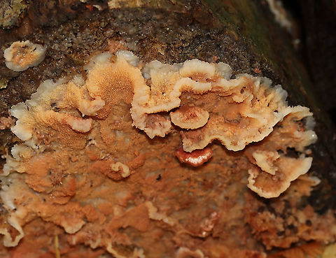 Trembling Phlebia - Phlebia tremellosa Fruiting bodies: upper edges forming a woolly cap; flesh was gelatinous; undersurface wrinkled with no distinct pores

Habitat: Growing on rotting wood in a deciduous forest

https://www.jungledragon.com/image/120229/trembling_phlebia_-_phlebia_tremellosa.html
https://www.jungledragon.com/image/120236/trembling_phlebia_-_phlebia_tremellosa.html
https://www.jungledragon.com/image/120235/trembling_phlebia_-_phlebia_tremellosa.html
https://www.jungledragon.com/image/120234/trembling_phlebia_-_phlebia_tremellosa.html
https://www.jungledragon.com/image/120233/trembling_phlebia_-_phlebia_tremellosa.html
https://www.jungledragon.com/image/120232/trembling_phlebia_-_phlebia_tremellosa.html
https://www.jungledragon.com/image/120231/trembling_phlebia_-_phlebia_tremellosa.html
https://www.jungledragon.com/image/120230/trembling_phlebia_-_phlebia_tremellosa.html Fall,Geotagged,Phlebia tremellosa,United States