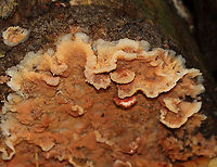 Trembling Phlebia - Phlebia tremellosa Fruiting bodies: upper edges forming a woolly cap; flesh was gelatinous; undersurface wrinkled with no distinct pores<br />
<br />
Habitat: Growing on rotting wood in a deciduous forest<br />
<br />
https://www.jungledragon.com/image/120229/trembling_phlebia_-_phlebia_tremellosa.html<br />
https://www.jungledragon.com/image/120236/trembling_phlebia_-_phlebia_tremellosa.html<br />
https://www.jungledragon.com/image/120235/trembling_phlebia_-_phlebia_tremellosa.html<br />
https://www.jungledragon.com/image/120234/trembling_phlebia_-_phlebia_tremellosa.html<br />
https://www.jungledragon.com/image/120233/trembling_phlebia_-_phlebia_tremellosa.html<br />
https://www.jungledragon.com/image/120232/trembling_phlebia_-_phlebia_tremellosa.html<br />
https://www.jungledragon.com/image/120231/trembling_phlebia_-_phlebia_tremellosa.html<br />
https://www.jungledragon.com/image/120230/trembling_phlebia_-_phlebia_tremellosa.html Fall,Geotagged,Phlebia tremellosa,United States