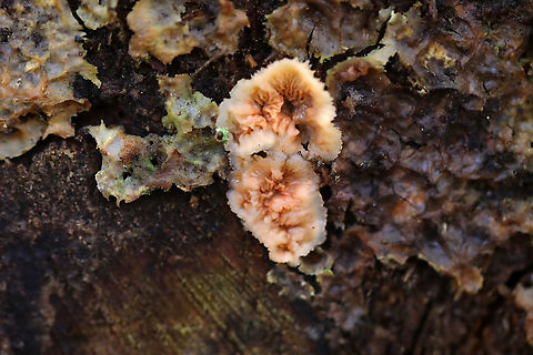 Trembling Phlebia - Phlebia tremellosa Fruiting bodies: upper edges forming a woolly cap; flesh was gelatinous; undersurface wrinkled with no distinct pores

Habitat: Growing on rotting wood in a deciduous forest

https://www.jungledragon.com/image/120229/trembling_phlebia_-_phlebia_tremellosa.html
https://www.jungledragon.com/image/120236/trembling_phlebia_-_phlebia_tremellosa.html
https://www.jungledragon.com/image/120235/trembling_phlebia_-_phlebia_tremellosa.html
https://www.jungledragon.com/image/120234/trembling_phlebia_-_phlebia_tremellosa.html
https://www.jungledragon.com/image/120233/trembling_phlebia_-_phlebia_tremellosa.html
https://www.jungledragon.com/image/120232/trembling_phlebia_-_phlebia_tremellosa.html
https://www.jungledragon.com/image/120231/trembling_phlebia_-_phlebia_tremellosa.html
https://www.jungledragon.com/image/120230/trembling_phlebia_-_phlebia_tremellosa.html Fall,Geotagged,Phlebia tremellosa,United States
