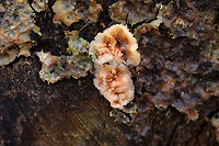 Trembling Phlebia - Phlebia tremellosa Fruiting bodies: upper edges forming a woolly cap; flesh was gelatinous; undersurface wrinkled with no distinct pores<br />
<br />
Habitat: Growing on rotting wood in a deciduous forest<br />
<br />
https://www.jungledragon.com/image/120229/trembling_phlebia_-_phlebia_tremellosa.html<br />
https://www.jungledragon.com/image/120236/trembling_phlebia_-_phlebia_tremellosa.html<br />
https://www.jungledragon.com/image/120235/trembling_phlebia_-_phlebia_tremellosa.html<br />
https://www.jungledragon.com/image/120234/trembling_phlebia_-_phlebia_tremellosa.html<br />
https://www.jungledragon.com/image/120233/trembling_phlebia_-_phlebia_tremellosa.html<br />
https://www.jungledragon.com/image/120232/trembling_phlebia_-_phlebia_tremellosa.html<br />
https://www.jungledragon.com/image/120231/trembling_phlebia_-_phlebia_tremellosa.html<br />
https://www.jungledragon.com/image/120230/trembling_phlebia_-_phlebia_tremellosa.html Fall,Geotagged,Phlebia tremellosa,United States