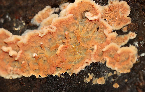 Trembling Phlebia - Phlebia tremellosa *I tried, but couldn't ID the beetle in the upper right.

Fruiting bodies: upper edges forming a woolly cap; flesh was gelatinous; undersurface wrinkled with no distinct pores

Habitat: Growing on rotting wood in a deciduous forest

https://www.jungledragon.com/image/120229/trembling_phlebia_-_phlebia_tremellosa.html
https://www.jungledragon.com/image/120236/trembling_phlebia_-_phlebia_tremellosa.html
https://www.jungledragon.com/image/120235/trembling_phlebia_-_phlebia_tremellosa.html
https://www.jungledragon.com/image/120234/trembling_phlebia_-_phlebia_tremellosa.html
https://www.jungledragon.com/image/120233/trembling_phlebia_-_phlebia_tremellosa.html
https://www.jungledragon.com/image/120232/trembling_phlebia_-_phlebia_tremellosa.html
https://www.jungledragon.com/image/120231/trembling_phlebia_-_phlebia_tremellosa.html
https://www.jungledragon.com/image/120230/trembling_phlebia_-_phlebia_tremellosa.html Fall,Geotagged,Phlebia tremellosa,United States