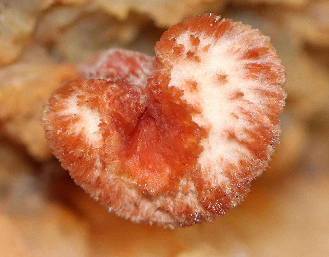 Trembling Phlebia - Phlebia tremellosa Fruiting bodies: upper edges forming a woolly cap; flesh was gelatinous; undersurface wrinkled with no distinct pores<br />
<br />
Habitat: Growing on rotting wood in a deciduous forest<br />
<br />
<figure class="photo"><a href="https://www.jungledragon.com/image/120229/trembling_phlebia_-_phlebia_tremellosa.html" title="Trembling Phlebia - Phlebia tremellosa"><img src="https://s3.amazonaws.com/media.jungledragon.com/images/3232/120229_thumb.jpg?AWSAccessKeyId=05GMT0V3GWVNE7GGM1R2&Expires=1759968010&Signature=83byyjtEX5o0INcBtDWa5vERILo%3D" width="200" height="138" alt="Trembling Phlebia - Phlebia tremellosa Fruiting bodies: upper edges forming a woolly cap; flesh was gelatinous; undersurface wrinkled with no distinct pores<br />
<br />
Habitat: Growing on rotting wood in a deciduous forest<br />
https://www.jungledragon.com/image/120229/trembling_phlebia_-_phlebia_tremellosa.html<br />
https://www.jungledragon.com/image/120236/trembling_phlebia_-_phlebia_tremellosa.html<br />
https://www.jungledragon.com/image/120235/trembling_phlebia_-_phlebia_tremellosa.html<br />
https://www.jungledragon.com/image/120234/trembling_phlebia_-_phlebia_tremellosa.html<br />
https://www.jungledragon.com/image/120233/trembling_phlebia_-_phlebia_tremellosa.html<br />
https://www.jungledragon.com/image/120232/trembling_phlebia_-_phlebia_tremellosa.html<br />
https://www.jungledragon.com/image/120231/trembling_phlebia_-_phlebia_tremellosa.html<br />
https://www.jungledragon.com/image/120230/trembling_phlebia_-_phlebia_tremellosa.html Fall,Geotagged,Merulius tremellosus,Phlebia tremellosa,United States,fungus,jelly rot,merulius,phlebia" /></a></figure><br />
<figure class="photo"><a href="https://www.jungledragon.com/image/120236/trembling_phlebia_-_phlebia_tremellosa.html" title="Trembling Phlebia - Phlebia tremellosa"><img src="https://s3.amazonaws.com/media.jungledragon.com/images/3232/120236_thumb.jpg?AWSAccessKeyId=05GMT0V3GWVNE7GGM1R2&Expires=1759968010&Signature=CpCGkge6PF%2Bds%2FV6cOZMcbHg9uE%3D" width="200" height="144" alt="Trembling Phlebia - Phlebia tremellosa Fruiting bodies: upper edges forming a woolly cap; flesh was gelatinous; undersurface wrinkled with no distinct pores<br />
<br />
Habitat: Growing on rotting wood in a deciduous forest<br />
<br />
https://www.jungledragon.com/image/120229/trembling_phlebia_-_phlebia_tremellosa.html<br />
https://www.jungledragon.com/image/120236/trembling_phlebia_-_phlebia_tremellosa.html<br />
https://www.jungledragon.com/image/120235/trembling_phlebia_-_phlebia_tremellosa.html<br />
https://www.jungledragon.com/image/120234/trembling_phlebia_-_phlebia_tremellosa.html<br />
https://www.jungledragon.com/image/120233/trembling_phlebia_-_phlebia_tremellosa.html<br />
https://www.jungledragon.com/image/120232/trembling_phlebia_-_phlebia_tremellosa.html<br />
https://www.jungledragon.com/image/120231/trembling_phlebia_-_phlebia_tremellosa.html<br />
https://www.jungledragon.com/image/120230/trembling_phlebia_-_phlebia_tremellosa.html Fall,Geotagged,Phlebia tremellosa,United States" /></a></figure><br />
<figure class="photo"><a href="https://www.jungledragon.com/image/120235/trembling_phlebia_-_phlebia_tremellosa.html" title="Trembling Phlebia - Phlebia tremellosa"><img src="https://s3.amazonaws.com/media.jungledragon.com/images/3232/120235_thumb.jpg?AWSAccessKeyId=05GMT0V3GWVNE7GGM1R2&Expires=1759968010&Signature=aGsBgXnP6fe2%2FSZeOHJGJmaAi9A%3D" width="200" height="152" alt="Trembling Phlebia - Phlebia tremellosa Fruiting bodies: upper edges forming a woolly cap; flesh was gelatinous; undersurface wrinkled with no distinct pores<br />
<br />
Habitat: Growing on rotting wood in a deciduous forest<br />
<br />
https://www.jungledragon.com/image/120229/trembling_phlebia_-_phlebia_tremellosa.html<br />
https://www.jungledragon.com/image/120236/trembling_phlebia_-_phlebia_tremellosa.html<br />
https://www.jungledragon.com/image/120235/trembling_phlebia_-_phlebia_tremellosa.html<br />
https://www.jungledragon.com/image/120234/trembling_phlebia_-_phlebia_tremellosa.html<br />
https://www.jungledragon.com/image/120233/trembling_phlebia_-_phlebia_tremellosa.html<br />
https://www.jungledragon.com/image/120232/trembling_phlebia_-_phlebia_tremellosa.html<br />
https://www.jungledragon.com/image/120231/trembling_phlebia_-_phlebia_tremellosa.html<br />
https://www.jungledragon.com/image/120230/trembling_phlebia_-_phlebia_tremellosa.html Fall,Geotagged,Phlebia tremellosa,United States" /></a></figure><br />
<figure class="photo"><a href="https://www.jungledragon.com/image/120234/trembling_phlebia_-_phlebia_tremellosa.html" title="Trembling Phlebia - Phlebia tremellosa"><img src="https://s3.amazonaws.com/media.jungledragon.com/images/3232/120234_thumb.jpg?AWSAccessKeyId=05GMT0V3GWVNE7GGM1R2&Expires=1759968010&Signature=aCWPO8hWxZGbQ81GSu4tI20xD48%3D" width="200" height="158" alt="Trembling Phlebia - Phlebia tremellosa Fruiting bodies: upper edges forming a woolly cap; flesh was gelatinous; undersurface wrinkled with no distinct pores<br />
<br />
Habitat: Growing on rotting wood in a deciduous forest<br />
<br />
https://www.jungledragon.com/image/120229/trembling_phlebia_-_phlebia_tremellosa.html<br />
https://www.jungledragon.com/image/120236/trembling_phlebia_-_phlebia_tremellosa.html<br />
https://www.jungledragon.com/image/120235/trembling_phlebia_-_phlebia_tremellosa.html<br />
https://www.jungledragon.com/image/120234/trembling_phlebia_-_phlebia_tremellosa.html<br />
https://www.jungledragon.com/image/120233/trembling_phlebia_-_phlebia_tremellosa.html<br />
https://www.jungledragon.com/image/120232/trembling_phlebia_-_phlebia_tremellosa.html<br />
https://www.jungledragon.com/image/120231/trembling_phlebia_-_phlebia_tremellosa.html<br />
https://www.jungledragon.com/image/120230/trembling_phlebia_-_phlebia_tremellosa.html Fall,Geotagged,Phlebia tremellosa,United States" /></a></figure><br />
<figure class="photo"><a href="https://www.jungledragon.com/image/120233/trembling_phlebia_-_phlebia_tremellosa.html" title="Trembling Phlebia - Phlebia tremellosa"><img src="https://s3.amazonaws.com/media.jungledragon.com/images/3232/120233_thumb.jpg?AWSAccessKeyId=05GMT0V3GWVNE7GGM1R2&Expires=1759968010&Signature=VkDFkO27jpvmW%2BcjC09Tg3MvRzc%3D" width="200" height="128" alt="Trembling Phlebia - Phlebia tremellosa *I tried, but couldn&#039;t ID the beetle in the upper right.<br />
<br />
Fruiting bodies: upper edges forming a woolly cap; flesh was gelatinous; undersurface wrinkled with no distinct pores<br />
<br />
Habitat: Growing on rotting wood in a deciduous forest<br />
<br />
https://www.jungledragon.com/image/120229/trembling_phlebia_-_phlebia_tremellosa.html<br />
https://www.jungledragon.com/image/120236/trembling_phlebia_-_phlebia_tremellosa.html<br />
https://www.jungledragon.com/image/120235/trembling_phlebia_-_phlebia_tremellosa.html<br />
https://www.jungledragon.com/image/120234/trembling_phlebia_-_phlebia_tremellosa.html<br />
https://www.jungledragon.com/image/120233/trembling_phlebia_-_phlebia_tremellosa.html<br />
https://www.jungledragon.com/image/120232/trembling_phlebia_-_phlebia_tremellosa.html<br />
https://www.jungledragon.com/image/120231/trembling_phlebia_-_phlebia_tremellosa.html<br />
https://www.jungledragon.com/image/120230/trembling_phlebia_-_phlebia_tremellosa.html Fall,Geotagged,Phlebia tremellosa,United States" /></a></figure><br />
<figure class="photo"><a href="https://www.jungledragon.com/image/120232/trembling_phlebia_-_phlebia_tremellosa.html" title="Trembling Phlebia - Phlebia tremellosa"><img src="https://s3.amazonaws.com/media.jungledragon.com/images/3232/120232_thumb.jpg?AWSAccessKeyId=05GMT0V3GWVNE7GGM1R2&Expires=1759968010&Signature=r9wLXdn7OcwKl5teft2cFxicj9Y%3D" width="200" height="134" alt="Trembling Phlebia - Phlebia tremellosa Fruiting bodies: upper edges forming a woolly cap; flesh was gelatinous; undersurface wrinkled with no distinct pores<br />
<br />
Habitat: Growing on rotting wood in a deciduous forest<br />
<br />
https://www.jungledragon.com/image/120229/trembling_phlebia_-_phlebia_tremellosa.html<br />
https://www.jungledragon.com/image/120236/trembling_phlebia_-_phlebia_tremellosa.html<br />
https://www.jungledragon.com/image/120235/trembling_phlebia_-_phlebia_tremellosa.html<br />
https://www.jungledragon.com/image/120234/trembling_phlebia_-_phlebia_tremellosa.html<br />
https://www.jungledragon.com/image/120233/trembling_phlebia_-_phlebia_tremellosa.html<br />
https://www.jungledragon.com/image/120232/trembling_phlebia_-_phlebia_tremellosa.html<br />
https://www.jungledragon.com/image/120231/trembling_phlebia_-_phlebia_tremellosa.html<br />
https://www.jungledragon.com/image/120230/trembling_phlebia_-_phlebia_tremellosa.html Fall,Geotagged,Phlebia tremellosa,United States" /></a></figure><br />
<figure class="photo"><a href="https://www.jungledragon.com/image/120231/trembling_phlebia_-_phlebia_tremellosa.html" title="Trembling Phlebia - Phlebia tremellosa"><img src="https://s3.amazonaws.com/media.jungledragon.com/images/3232/120231_thumb.jpg?AWSAccessKeyId=05GMT0V3GWVNE7GGM1R2&Expires=1759968010&Signature=DQ65Lw0fa8bDFa%2Bphf78mN8HE1w%3D" width="200" height="154" alt="Trembling Phlebia - Phlebia tremellosa Fruiting bodies: upper edges forming a woolly cap; flesh was gelatinous; undersurface wrinkled with no distinct pores<br />
<br />
Habitat: Growing on rotting wood in a deciduous forest<br />
<br />
https://www.jungledragon.com/image/120229/trembling_phlebia_-_phlebia_tremellosa.html<br />
https://www.jungledragon.com/image/120236/trembling_phlebia_-_phlebia_tremellosa.html<br />
https://www.jungledragon.com/image/120235/trembling_phlebia_-_phlebia_tremellosa.html<br />
https://www.jungledragon.com/image/120234/trembling_phlebia_-_phlebia_tremellosa.html<br />
https://www.jungledragon.com/image/120233/trembling_phlebia_-_phlebia_tremellosa.html<br />
https://www.jungledragon.com/image/120232/trembling_phlebia_-_phlebia_tremellosa.html<br />
https://www.jungledragon.com/image/120231/trembling_phlebia_-_phlebia_tremellosa.html<br />
https://www.jungledragon.com/image/120230/trembling_phlebia_-_phlebia_tremellosa.html Fall,Geotagged,Phlebia tremellosa,United States" /></a></figure><br />
<figure class="photo"><a href="https://www.jungledragon.com/image/120230/trembling_phlebia_-_phlebia_tremellosa.html" title="Trembling Phlebia - Phlebia tremellosa"><img src="https://s3.amazonaws.com/media.jungledragon.com/images/3232/120230_thumb.jpg?AWSAccessKeyId=05GMT0V3GWVNE7GGM1R2&Expires=1759968010&Signature=FU7A5jT0hfFpuRpm3Ntx%2BWRIJEw%3D" width="200" height="150" alt="Trembling Phlebia - Phlebia tremellosa Fruiting bodies: upper edges forming a woolly cap; flesh was gelatinous; undersurface wrinkled with no distinct pores<br />
<br />
Habitat: Growing on rotting wood in a deciduous forest<br />
<br />
https://www.jungledragon.com/image/120229/trembling_phlebia_-_phlebia_tremellosa.html<br />
https://www.jungledragon.com/image/120236/trembling_phlebia_-_phlebia_tremellosa.html<br />
https://www.jungledragon.com/image/120235/trembling_phlebia_-_phlebia_tremellosa.html<br />
https://www.jungledragon.com/image/120234/trembling_phlebia_-_phlebia_tremellosa.html<br />
https://www.jungledragon.com/image/120233/trembling_phlebia_-_phlebia_tremellosa.html<br />
https://www.jungledragon.com/image/120232/trembling_phlebia_-_phlebia_tremellosa.html<br />
https://www.jungledragon.com/image/120231/trembling_phlebia_-_phlebia_tremellosa.html<br />
https://www.jungledragon.com/image/120230/trembling_phlebia_-_phlebia_tremellosa.html Fall,Geotagged,Phlebia tremellosa,United States" /></a></figure> Fall,Geotagged,Phlebia tremellosa,United States