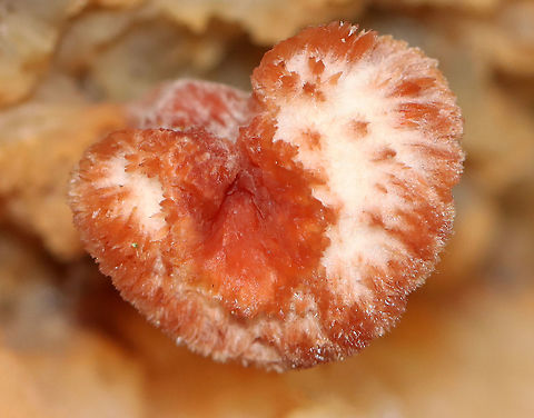 Trembling Phlebia - Phlebia tremellosa Fruiting bodies: upper edges forming a woolly cap; flesh was gelatinous; undersurface wrinkled with no distinct pores

Habitat: Growing on rotting wood in a deciduous forest

https://www.jungledragon.com/image/120229/trembling_phlebia_-_phlebia_tremellosa.html
https://www.jungledragon.com/image/120236/trembling_phlebia_-_phlebia_tremellosa.html
https://www.jungledragon.com/image/120235/trembling_phlebia_-_phlebia_tremellosa.html
https://www.jungledragon.com/image/120234/trembling_phlebia_-_phlebia_tremellosa.html
https://www.jungledragon.com/image/120233/trembling_phlebia_-_phlebia_tremellosa.html
https://www.jungledragon.com/image/120232/trembling_phlebia_-_phlebia_tremellosa.html
https://www.jungledragon.com/image/120231/trembling_phlebia_-_phlebia_tremellosa.html
https://www.jungledragon.com/image/120230/trembling_phlebia_-_phlebia_tremellosa.html Fall,Geotagged,Phlebia tremellosa,United States