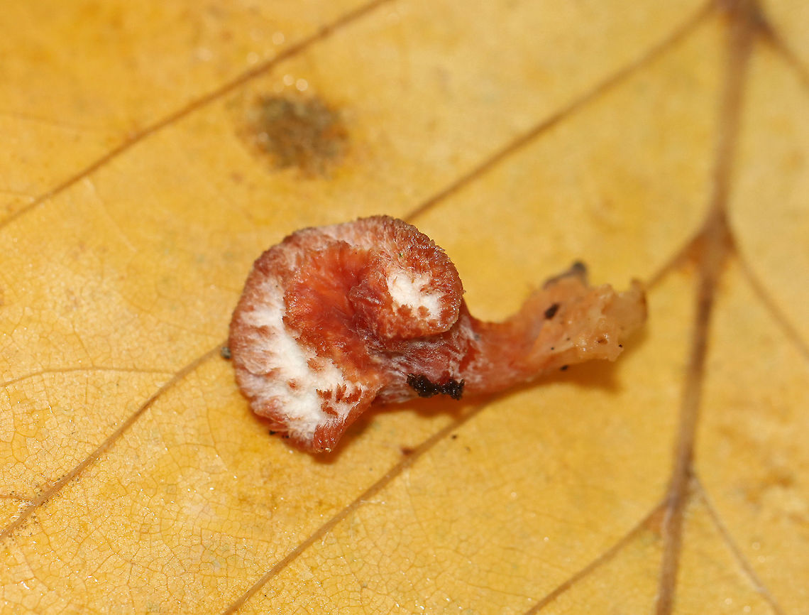 Trembling Phlebia - Phlebia tremellosa Fruiting bodies: upper edges forming a woolly cap; flesh was gelatinous; undersurface wrinkled with no distinct pores<br />
<br />
Habitat: Growing on rotting wood in a deciduous forest<br />
<br />
<figure class="photo"><a href="https://www.jungledragon.com/image/120229/trembling_phlebia_-_phlebia_tremellosa.html" title="Trembling Phlebia - Phlebia tremellosa"><img src="https://s3.amazonaws.com/media.jungledragon.com/images/3232/120229_thumb.jpg?AWSAccessKeyId=05GMT0V3GWVNE7GGM1R2&Expires=1770854410&Signature=9wwCq%2F%2FC1m7WosufZ9LGfoj0VKM%3D" width="200" height="138" alt="Trembling Phlebia - Phlebia tremellosa Fruiting bodies: upper edges forming a woolly cap; flesh was gelatinous; undersurface wrinkled with no distinct pores<br />
<br />
Habitat: Growing on rotting wood in a deciduous forest<br />
https://www.jungledragon.com/image/120229/trembling_phlebia_-_phlebia_tremellosa.html<br />
https://www.jungledragon.com/image/120236/trembling_phlebia_-_phlebia_tremellosa.html<br />
https://www.jungledragon.com/image/120235/trembling_phlebia_-_phlebia_tremellosa.html<br />
https://www.jungledragon.com/image/120234/trembling_phlebia_-_phlebia_tremellosa.html<br />
https://www.jungledragon.com/image/120233/trembling_phlebia_-_phlebia_tremellosa.html<br />
https://www.jungledragon.com/image/120232/trembling_phlebia_-_phlebia_tremellosa.html<br />
https://www.jungledragon.com/image/120231/trembling_phlebia_-_phlebia_tremellosa.html<br />
https://www.jungledragon.com/image/120230/trembling_phlebia_-_phlebia_tremellosa.html Fall,Geotagged,Merulius tremellosus,Phlebia tremellosa,United States,fungus,jelly rot,merulius,phlebia" /></a></figure><br />
<figure class="photo"><a href="https://www.jungledragon.com/image/120236/trembling_phlebia_-_phlebia_tremellosa.html" title="Trembling Phlebia - Phlebia tremellosa"><img src="https://s3.amazonaws.com/media.jungledragon.com/images/3232/120236_thumb.jpg?AWSAccessKeyId=05GMT0V3GWVNE7GGM1R2&Expires=1770854410&Signature=75KUJm0tM13tb0WKx6c4ALUalYM%3D" width="200" height="144" alt="Trembling Phlebia - Phlebia tremellosa Fruiting bodies: upper edges forming a woolly cap; flesh was gelatinous; undersurface wrinkled with no distinct pores<br />
<br />
Habitat: Growing on rotting wood in a deciduous forest<br />
<br />
https://www.jungledragon.com/image/120229/trembling_phlebia_-_phlebia_tremellosa.html<br />
https://www.jungledragon.com/image/120236/trembling_phlebia_-_phlebia_tremellosa.html<br />
https://www.jungledragon.com/image/120235/trembling_phlebia_-_phlebia_tremellosa.html<br />
https://www.jungledragon.com/image/120234/trembling_phlebia_-_phlebia_tremellosa.html<br />
https://www.jungledragon.com/image/120233/trembling_phlebia_-_phlebia_tremellosa.html<br />
https://www.jungledragon.com/image/120232/trembling_phlebia_-_phlebia_tremellosa.html<br />
https://www.jungledragon.com/image/120231/trembling_phlebia_-_phlebia_tremellosa.html<br />
https://www.jungledragon.com/image/120230/trembling_phlebia_-_phlebia_tremellosa.html Fall,Geotagged,Phlebia tremellosa,United States" /></a></figure><br />
<figure class="photo"><a href="https://www.jungledragon.com/image/120235/trembling_phlebia_-_phlebia_tremellosa.html" title="Trembling Phlebia - Phlebia tremellosa"><img src="https://s3.amazonaws.com/media.jungledragon.com/images/3232/120235_thumb.jpg?AWSAccessKeyId=05GMT0V3GWVNE7GGM1R2&Expires=1770854410&Signature=OHNvK7RZoD8huKl%2FAstSKH%2FJYw0%3D" width="200" height="152" alt="Trembling Phlebia - Phlebia tremellosa Fruiting bodies: upper edges forming a woolly cap; flesh was gelatinous; undersurface wrinkled with no distinct pores<br />
<br />
Habitat: Growing on rotting wood in a deciduous forest<br />
<br />
https://www.jungledragon.com/image/120229/trembling_phlebia_-_phlebia_tremellosa.html<br />
https://www.jungledragon.com/image/120236/trembling_phlebia_-_phlebia_tremellosa.html<br />
https://www.jungledragon.com/image/120235/trembling_phlebia_-_phlebia_tremellosa.html<br />
https://www.jungledragon.com/image/120234/trembling_phlebia_-_phlebia_tremellosa.html<br />
https://www.jungledragon.com/image/120233/trembling_phlebia_-_phlebia_tremellosa.html<br />
https://www.jungledragon.com/image/120232/trembling_phlebia_-_phlebia_tremellosa.html<br />
https://www.jungledragon.com/image/120231/trembling_phlebia_-_phlebia_tremellosa.html<br />
https://www.jungledragon.com/image/120230/trembling_phlebia_-_phlebia_tremellosa.html Fall,Geotagged,Phlebia tremellosa,United States" /></a></figure><br />
<figure class="photo"><a href="https://www.jungledragon.com/image/120234/trembling_phlebia_-_phlebia_tremellosa.html" title="Trembling Phlebia - Phlebia tremellosa"><img src="https://s3.amazonaws.com/media.jungledragon.com/images/3232/120234_thumb.jpg?AWSAccessKeyId=05GMT0V3GWVNE7GGM1R2&Expires=1770854410&Signature=U3o5lzTaYIfx%2Fn1PSm02fUpm514%3D" width="200" height="158" alt="Trembling Phlebia - Phlebia tremellosa Fruiting bodies: upper edges forming a woolly cap; flesh was gelatinous; undersurface wrinkled with no distinct pores<br />
<br />
Habitat: Growing on rotting wood in a deciduous forest<br />
<br />
https://www.jungledragon.com/image/120229/trembling_phlebia_-_phlebia_tremellosa.html<br />
https://www.jungledragon.com/image/120236/trembling_phlebia_-_phlebia_tremellosa.html<br />
https://www.jungledragon.com/image/120235/trembling_phlebia_-_phlebia_tremellosa.html<br />
https://www.jungledragon.com/image/120234/trembling_phlebia_-_phlebia_tremellosa.html<br />
https://www.jungledragon.com/image/120233/trembling_phlebia_-_phlebia_tremellosa.html<br />
https://www.jungledragon.com/image/120232/trembling_phlebia_-_phlebia_tremellosa.html<br />
https://www.jungledragon.com/image/120231/trembling_phlebia_-_phlebia_tremellosa.html<br />
https://www.jungledragon.com/image/120230/trembling_phlebia_-_phlebia_tremellosa.html Fall,Geotagged,Phlebia tremellosa,United States" /></a></figure><br />
<figure class="photo"><a href="https://www.jungledragon.com/image/120233/trembling_phlebia_-_phlebia_tremellosa.html" title="Trembling Phlebia - Phlebia tremellosa"><img src="https://s3.amazonaws.com/media.jungledragon.com/images/3232/120233_thumb.jpg?AWSAccessKeyId=05GMT0V3GWVNE7GGM1R2&Expires=1770854410&Signature=ztD2SJviOJGz5jl7Ff2eTfhpLY8%3D" width="200" height="128" alt="Trembling Phlebia - Phlebia tremellosa *I tried, but couldn't ID the beetle in the upper right.<br />
<br />
Fruiting bodies: upper edges forming a woolly cap; flesh was gelatinous; undersurface wrinkled with no distinct pores<br />
<br />
Habitat: Growing on rotting wood in a deciduous forest<br />
<br />
https://www.jungledragon.com/image/120229/trembling_phlebia_-_phlebia_tremellosa.html<br />
https://www.jungledragon.com/image/120236/trembling_phlebia_-_phlebia_tremellosa.html<br />
https://www.jungledragon.com/image/120235/trembling_phlebia_-_phlebia_tremellosa.html<br />
https://www.jungledragon.com/image/120234/trembling_phlebia_-_phlebia_tremellosa.html<br />
https://www.jungledragon.com/image/120233/trembling_phlebia_-_phlebia_tremellosa.html<br />
https://www.jungledragon.com/image/120232/trembling_phlebia_-_phlebia_tremellosa.html<br />
https://www.jungledragon.com/image/120231/trembling_phlebia_-_phlebia_tremellosa.html<br />
https://www.jungledragon.com/image/120230/trembling_phlebia_-_phlebia_tremellosa.html Fall,Geotagged,Phlebia tremellosa,United States" /></a></figure><br />
<figure class="photo"><a href="https://www.jungledragon.com/image/120232/trembling_phlebia_-_phlebia_tremellosa.html" title="Trembling Phlebia - Phlebia tremellosa"><img src="https://s3.amazonaws.com/media.jungledragon.com/images/3232/120232_thumb.jpg?AWSAccessKeyId=05GMT0V3GWVNE7GGM1R2&Expires=1770854410&Signature=38M12TT7jPbmqGrXk1woGm%2BDIBE%3D" width="200" height="134" alt="Trembling Phlebia - Phlebia tremellosa Fruiting bodies: upper edges forming a woolly cap; flesh was gelatinous; undersurface wrinkled with no distinct pores<br />
<br />
Habitat: Growing on rotting wood in a deciduous forest<br />
<br />
https://www.jungledragon.com/image/120229/trembling_phlebia_-_phlebia_tremellosa.html<br />
https://www.jungledragon.com/image/120236/trembling_phlebia_-_phlebia_tremellosa.html<br />
https://www.jungledragon.com/image/120235/trembling_phlebia_-_phlebia_tremellosa.html<br />
https://www.jungledragon.com/image/120234/trembling_phlebia_-_phlebia_tremellosa.html<br />
https://www.jungledragon.com/image/120233/trembling_phlebia_-_phlebia_tremellosa.html<br />
https://www.jungledragon.com/image/120232/trembling_phlebia_-_phlebia_tremellosa.html<br />
https://www.jungledragon.com/image/120231/trembling_phlebia_-_phlebia_tremellosa.html<br />
https://www.jungledragon.com/image/120230/trembling_phlebia_-_phlebia_tremellosa.html Fall,Geotagged,Phlebia tremellosa,United States" /></a></figure><br />
<figure class="photo"><a href="https://www.jungledragon.com/image/120231/trembling_phlebia_-_phlebia_tremellosa.html" title="Trembling Phlebia - Phlebia tremellosa"><img src="https://s3.amazonaws.com/media.jungledragon.com/images/3232/120231_thumb.jpg?AWSAccessKeyId=05GMT0V3GWVNE7GGM1R2&Expires=1770854410&Signature=4E8BS0QGAIzgwm3Ko37HToWvbps%3D" width="200" height="154" alt="Trembling Phlebia - Phlebia tremellosa Fruiting bodies: upper edges forming a woolly cap; flesh was gelatinous; undersurface wrinkled with no distinct pores<br />
<br />
Habitat: Growing on rotting wood in a deciduous forest<br />
<br />
https://www.jungledragon.com/image/120229/trembling_phlebia_-_phlebia_tremellosa.html<br />
https://www.jungledragon.com/image/120236/trembling_phlebia_-_phlebia_tremellosa.html<br />
https://www.jungledragon.com/image/120235/trembling_phlebia_-_phlebia_tremellosa.html<br />
https://www.jungledragon.com/image/120234/trembling_phlebia_-_phlebia_tremellosa.html<br />
https://www.jungledragon.com/image/120233/trembling_phlebia_-_phlebia_tremellosa.html<br />
https://www.jungledragon.com/image/120232/trembling_phlebia_-_phlebia_tremellosa.html<br />
https://www.jungledragon.com/image/120231/trembling_phlebia_-_phlebia_tremellosa.html<br />
https://www.jungledragon.com/image/120230/trembling_phlebia_-_phlebia_tremellosa.html Fall,Geotagged,Phlebia tremellosa,United States" /></a></figure><br />
<figure class="photo"><a href="https://www.jungledragon.com/image/120230/trembling_phlebia_-_phlebia_tremellosa.html" title="Trembling Phlebia - Phlebia tremellosa"><img src="https://s3.amazonaws.com/media.jungledragon.com/images/3232/120230_thumb.jpg?AWSAccessKeyId=05GMT0V3GWVNE7GGM1R2&Expires=1770854410&Signature=6AhAH3xJ8tx1E4nS7%2FirXNHkz58%3D" width="200" height="150" alt="Trembling Phlebia - Phlebia tremellosa Fruiting bodies: upper edges forming a woolly cap; flesh was gelatinous; undersurface wrinkled with no distinct pores<br />
<br />
Habitat: Growing on rotting wood in a deciduous forest<br />
<br />
https://www.jungledragon.com/image/120229/trembling_phlebia_-_phlebia_tremellosa.html<br />
https://www.jungledragon.com/image/120236/trembling_phlebia_-_phlebia_tremellosa.html<br />
https://www.jungledragon.com/image/120235/trembling_phlebia_-_phlebia_tremellosa.html<br />
https://www.jungledragon.com/image/120234/trembling_phlebia_-_phlebia_tremellosa.html<br />
https://www.jungledragon.com/image/120233/trembling_phlebia_-_phlebia_tremellosa.html<br />
https://www.jungledragon.com/image/120232/trembling_phlebia_-_phlebia_tremellosa.html<br />
https://www.jungledragon.com/image/120231/trembling_phlebia_-_phlebia_tremellosa.html<br />
https://www.jungledragon.com/image/120230/trembling_phlebia_-_phlebia_tremellosa.html Fall,Geotagged,Phlebia tremellosa,United States" /></a></figure> Fall,Geotagged,Phlebia tremellosa,United States