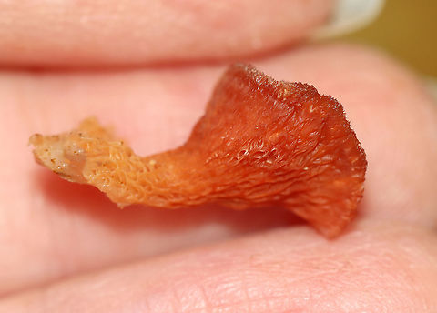 Trembling Phlebia - Phlebia tremellosa Fruiting bodies: upper edges forming a woolly cap; flesh was gelatinous; undersurface wrinkled with no distinct pores

Habitat: Growing on rotting wood in a deciduous forest

https://www.jungledragon.com/image/120229/trembling_phlebia_-_phlebia_tremellosa.html
https://www.jungledragon.com/image/120236/trembling_phlebia_-_phlebia_tremellosa.html
https://www.jungledragon.com/image/120235/trembling_phlebia_-_phlebia_tremellosa.html
https://www.jungledragon.com/image/120234/trembling_phlebia_-_phlebia_tremellosa.html
https://www.jungledragon.com/image/120233/trembling_phlebia_-_phlebia_tremellosa.html
https://www.jungledragon.com/image/120232/trembling_phlebia_-_phlebia_tremellosa.html
https://www.jungledragon.com/image/120231/trembling_phlebia_-_phlebia_tremellosa.html
https://www.jungledragon.com/image/120230/trembling_phlebia_-_phlebia_tremellosa.html Fall,Geotagged,Phlebia tremellosa,United States
