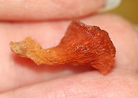Trembling Phlebia - Phlebia tremellosa Fruiting bodies: upper edges forming a woolly cap; flesh was gelatinous; undersurface wrinkled with no distinct pores<br />
<br />
Habitat: Growing on rotting wood in a deciduous forest<br />
<br />
https://www.jungledragon.com/image/120229/trembling_phlebia_-_phlebia_tremellosa.html<br />
https://www.jungledragon.com/image/120236/trembling_phlebia_-_phlebia_tremellosa.html<br />
https://www.jungledragon.com/image/120235/trembling_phlebia_-_phlebia_tremellosa.html<br />
https://www.jungledragon.com/image/120234/trembling_phlebia_-_phlebia_tremellosa.html<br />
https://www.jungledragon.com/image/120233/trembling_phlebia_-_phlebia_tremellosa.html<br />
https://www.jungledragon.com/image/120232/trembling_phlebia_-_phlebia_tremellosa.html<br />
https://www.jungledragon.com/image/120231/trembling_phlebia_-_phlebia_tremellosa.html<br />
https://www.jungledragon.com/image/120230/trembling_phlebia_-_phlebia_tremellosa.html Fall,Geotagged,Phlebia tremellosa,United States