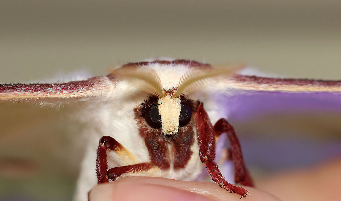 Luna Moth - Actias luna This was a first at my light! And, it&#039;s only the 2nd luna moth that I&#039;ve ever seen! I was definitely excited :).<br />
<br />
WS: ~90-100 mm. Green wings with elliptical eyespots outlined in yellow, white, and black. HWs have long, twisted tails. Hosts: Deciduous trees. Status: Common<br />
<br />
Habitat: Attracted to 365+395 nm LED lights in a semi-rural area<br />
<br />
2021(177)<br />
<figure class="photo"><a href="https://www.jungledragon.com/image/120272/luna_moth_-_actias_luna.html" title="Luna Moth - Actias luna"><img src="https://s3.amazonaws.com/media.jungledragon.com/images/3232/120272_thumb.jpg?AWSAccessKeyId=05GMT0V3GWVNE7GGM1R2&Expires=1767225610&Signature=XFcLPTYdEpDQIKWX8v1ijvrDCLg%3D" width="126" height="152" alt="Luna Moth - Actias luna This was a first at my light! And, it&#039;s only the 2nd luna moth that I&#039;ve ever seen! I was definitely excited :).<br />
<br />
WS: ~90-100 mm. Green wings with elliptical eyespots outlined in yellow, white, and black. HWs have long, twisted tails. Hosts: Deciduous trees. Status: Common<br />
<br />
Habitat: Attracted to 365+395 nm LED lights in a semi-rural area<br />
<br />
2021(177)<br />
https://www.jungledragon.com/image/120272/luna_moth_-_actias_luna.html<br />
https://www.jungledragon.com/image/120271/luna_moth_-_actias_luna.html<br />
https://www.jungledragon.com/image/120270/luna_moth_-_actias_luna.html<br />
https://www.jungledragon.com/image/120269/luna_moth_-_actias_luna.html<br />
https://www.jungledragon.com/image/120268/luna_moth_-_actias_luna.html<br />
https://www.jungledragon.com/image/120267/luna_moth_-_actias_luna.html Actias,Actias luna,Geotagged,Luna Moth,Saturniidae,Summer,United States,moth" /></a></figure><br />
<figure class="photo"><a href="https://www.jungledragon.com/image/120271/luna_moth_-_actias_luna.html" title="Luna Moth - Actias luna"><img src="https://s3.amazonaws.com/media.jungledragon.com/images/3232/120271_thumb.jpg?AWSAccessKeyId=05GMT0V3GWVNE7GGM1R2&Expires=1767225610&Signature=nf5rctQVVV9Yivmd4NX0KPPSIgQ%3D" width="200" height="154" alt="Luna Moth - Actias luna This was a first at my light! And, it&#039;s only the 2nd luna moth that I&#039;ve ever seen! I was definitely excited :).<br />
<br />
WS: ~90-100 mm. Green wings with elliptical eyespots outlined in yellow, white, and black. HWs have long, twisted tails. Hosts: Deciduous trees. Status: Common<br />
<br />
Habitat: Attracted to 365+395 nm LED lights in a semi-rural area<br />
<br />
2021(177)<br />
https://www.jungledragon.com/image/120272/luna_moth_-_actias_luna.html<br />
https://www.jungledragon.com/image/120271/luna_moth_-_actias_luna.html<br />
https://www.jungledragon.com/image/120270/luna_moth_-_actias_luna.html<br />
https://www.jungledragon.com/image/120269/luna_moth_-_actias_luna.html<br />
https://www.jungledragon.com/image/120268/luna_moth_-_actias_luna.html<br />
https://www.jungledragon.com/image/120267/luna_moth_-_actias_luna.html Actias luna,Geotagged,Luna Moth,Summer,United States" /></a></figure><br />
<figure class="photo"><a href="https://www.jungledragon.com/image/120270/luna_moth_-_actias_luna.html" title="Luna Moth - Actias luna"><img src="https://s3.amazonaws.com/media.jungledragon.com/images/3232/120270_thumb.jpg?AWSAccessKeyId=05GMT0V3GWVNE7GGM1R2&Expires=1767225610&Signature=l1j6IrBbJTunJvE%2BhmQ2LAx%2BZ3w%3D" width="200" height="168" alt="Luna Moth - Actias luna This was a first at my light! And, it&#039;s only the 2nd luna moth that I&#039;ve ever seen! I was definitely excited :).<br />
<br />
WS: ~90-100 mm. Green wings with elliptical eyespots outlined in yellow, white, and black. HWs have long, twisted tails. Hosts: Deciduous trees. Status: Common<br />
<br />
Habitat: Attracted to 365+395 nm LED lights in a semi-rural area<br />
<br />
2021(177)<br />
https://www.jungledragon.com/image/120272/luna_moth_-_actias_luna.html<br />
https://www.jungledragon.com/image/120271/luna_moth_-_actias_luna.html<br />
https://www.jungledragon.com/image/120270/luna_moth_-_actias_luna.html<br />
https://www.jungledragon.com/image/120269/luna_moth_-_actias_luna.html<br />
https://www.jungledragon.com/image/120268/luna_moth_-_actias_luna.html<br />
https://www.jungledragon.com/image/120267/luna_moth_-_actias_luna.html Actias luna,Geotagged,Luna Moth,Summer,United States" /></a></figure><br />
<figure class="photo"><a href="https://www.jungledragon.com/image/120269/luna_moth_-_actias_luna.html" title="Luna Moth - Actias luna"><img src="https://s3.amazonaws.com/media.jungledragon.com/images/3232/120269_thumb.jpg?AWSAccessKeyId=05GMT0V3GWVNE7GGM1R2&Expires=1767225610&Signature=oaTriXVUz754fDCwXPYhvMhErHA%3D" width="200" height="152" alt="Luna Moth - Actias luna This was a first at my light! And, it&#039;s only the 2nd luna moth that I&#039;ve ever seen! I was definitely excited :).<br />
<br />
WS: ~90-100 mm. Green wings with elliptical eyespots outlined in yellow, white, and black. HWs have long, twisted tails. Hosts: Deciduous trees. Status: Common<br />
<br />
Habitat: Attracted to 365+395 nm LED lights in a semi-rural area<br />
<br />
2021(177)<br />
https://www.jungledragon.com/image/120272/luna_moth_-_actias_luna.html<br />
https://www.jungledragon.com/image/120271/luna_moth_-_actias_luna.html<br />
https://www.jungledragon.com/image/120270/luna_moth_-_actias_luna.html<br />
https://www.jungledragon.com/image/120269/luna_moth_-_actias_luna.html<br />
https://www.jungledragon.com/image/120268/luna_moth_-_actias_luna.html<br />
https://www.jungledragon.com/image/120267/luna_moth_-_actias_luna.html Actias luna,Geotagged,Luna Moth,Summer,United States" /></a></figure><br />
<figure class="photo"><a href="https://www.jungledragon.com/image/120268/luna_moth_-_actias_luna.html" title="Luna Moth - Actias luna"><img src="https://s3.amazonaws.com/media.jungledragon.com/images/3232/120268_thumb.jpg?AWSAccessKeyId=05GMT0V3GWVNE7GGM1R2&Expires=1767225610&Signature=fJmNPq05Y3vuA5ZPNwcVYaSgsiE%3D" width="200" height="162" alt="Luna Moth - Actias luna This was a first at my light! And, it&#039;s only the 2nd luna moth that I&#039;ve ever seen! I was definitely excited :).<br />
<br />
WS: ~90-100 mm. Green wings with elliptical eyespots outlined in yellow, white, and black. HWs have long, twisted tails. Hosts: Deciduous trees. Status: Common<br />
<br />
Habitat: Attracted to 365+395 nm LED lights in a semi-rural area<br />
<br />
2021(177)<br />
https://www.jungledragon.com/image/120272/luna_moth_-_actias_luna.html<br />
https://www.jungledragon.com/image/120271/luna_moth_-_actias_luna.html<br />
https://www.jungledragon.com/image/120270/luna_moth_-_actias_luna.html<br />
https://www.jungledragon.com/image/120269/luna_moth_-_actias_luna.html<br />
https://www.jungledragon.com/image/120268/luna_moth_-_actias_luna.html<br />
https://www.jungledragon.com/image/120267/luna_moth_-_actias_luna.html Actias luna,Geotagged,Luna Moth,Summer,United States" /></a></figure><br />
<figure class="photo"><a href="https://www.jungledragon.com/image/120267/luna_moth_-_actias_luna.html" title="Luna Moth - Actias luna"><img src="https://s3.amazonaws.com/media.jungledragon.com/images/3232/120267_thumb.jpg?AWSAccessKeyId=05GMT0V3GWVNE7GGM1R2&Expires=1767225610&Signature=8aKpPZ2HQhTeYObgKrE%2B8f1fBfQ%3D" width="200" height="118" alt="Luna Moth - Actias luna This was a first at my light! And, it&#039;s only the 2nd luna moth that I&#039;ve ever seen! I was definitely excited :).<br />
<br />
WS: ~90-100 mm. Green wings with elliptical eyespots outlined in yellow, white, and black. HWs have long, twisted tails. Hosts: Deciduous trees. Status: Common<br />
<br />
Habitat: Attracted to 365+395 nm LED lights in a semi-rural area<br />
<br />
2021(177)<br />
https://www.jungledragon.com/image/120272/luna_moth_-_actias_luna.html<br />
https://www.jungledragon.com/image/120271/luna_moth_-_actias_luna.html<br />
https://www.jungledragon.com/image/120270/luna_moth_-_actias_luna.html<br />
https://www.jungledragon.com/image/120269/luna_moth_-_actias_luna.html<br />
https://www.jungledragon.com/image/120268/luna_moth_-_actias_luna.html<br />
https://www.jungledragon.com/image/120267/luna_moth_-_actias_luna.html Actias luna,Geotagged,Luna Moth,Summer,United States" /></a></figure> Actias luna,Geotagged,Luna Moth,Summer,United States