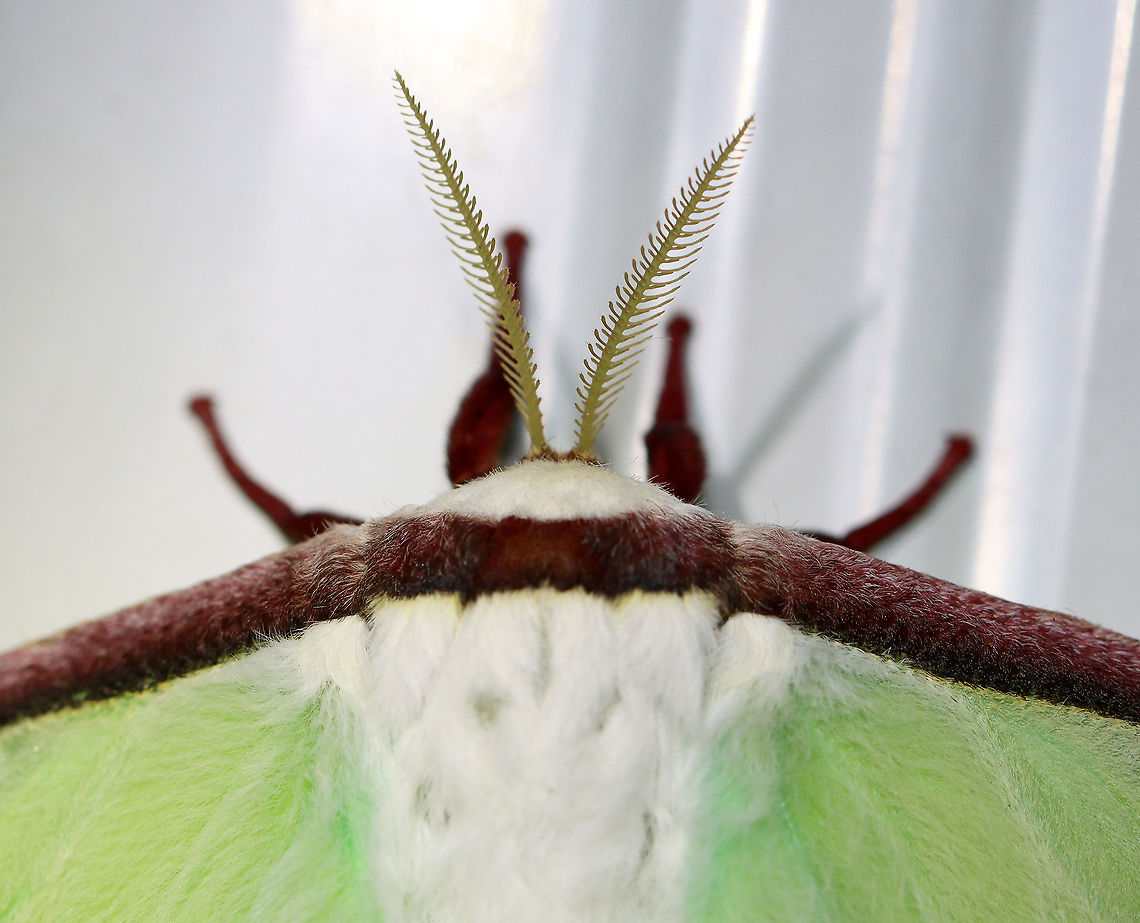 Luna Moth - Actias luna This was a first at my light! And, it&#039;s only the 2nd luna moth that I&#039;ve ever seen! I was definitely excited :).<br />
<br />
WS: ~90-100 mm. Green wings with elliptical eyespots outlined in yellow, white, and black. HWs have long, twisted tails. Hosts: Deciduous trees. Status: Common<br />
<br />
Habitat: Attracted to 365+395 nm LED lights in a semi-rural area<br />
<br />
2021(177)<br />
<figure class="photo"><a href="https://www.jungledragon.com/image/120272/luna_moth_-_actias_luna.html" title="Luna Moth - Actias luna"><img src="https://s3.amazonaws.com/media.jungledragon.com/images/3232/120272_thumb.jpg?AWSAccessKeyId=05GMT0V3GWVNE7GGM1R2&Expires=1767225610&Signature=XFcLPTYdEpDQIKWX8v1ijvrDCLg%3D" width="126" height="152" alt="Luna Moth - Actias luna This was a first at my light! And, it&#039;s only the 2nd luna moth that I&#039;ve ever seen! I was definitely excited :).<br />
<br />
WS: ~90-100 mm. Green wings with elliptical eyespots outlined in yellow, white, and black. HWs have long, twisted tails. Hosts: Deciduous trees. Status: Common<br />
<br />
Habitat: Attracted to 365+395 nm LED lights in a semi-rural area<br />
<br />
2021(177)<br />
https://www.jungledragon.com/image/120272/luna_moth_-_actias_luna.html<br />
https://www.jungledragon.com/image/120271/luna_moth_-_actias_luna.html<br />
https://www.jungledragon.com/image/120270/luna_moth_-_actias_luna.html<br />
https://www.jungledragon.com/image/120269/luna_moth_-_actias_luna.html<br />
https://www.jungledragon.com/image/120268/luna_moth_-_actias_luna.html<br />
https://www.jungledragon.com/image/120267/luna_moth_-_actias_luna.html Actias,Actias luna,Geotagged,Luna Moth,Saturniidae,Summer,United States,moth" /></a></figure><br />
<figure class="photo"><a href="https://www.jungledragon.com/image/120271/luna_moth_-_actias_luna.html" title="Luna Moth - Actias luna"><img src="https://s3.amazonaws.com/media.jungledragon.com/images/3232/120271_thumb.jpg?AWSAccessKeyId=05GMT0V3GWVNE7GGM1R2&Expires=1767225610&Signature=nf5rctQVVV9Yivmd4NX0KPPSIgQ%3D" width="200" height="154" alt="Luna Moth - Actias luna This was a first at my light! And, it&#039;s only the 2nd luna moth that I&#039;ve ever seen! I was definitely excited :).<br />
<br />
WS: ~90-100 mm. Green wings with elliptical eyespots outlined in yellow, white, and black. HWs have long, twisted tails. Hosts: Deciduous trees. Status: Common<br />
<br />
Habitat: Attracted to 365+395 nm LED lights in a semi-rural area<br />
<br />
2021(177)<br />
https://www.jungledragon.com/image/120272/luna_moth_-_actias_luna.html<br />
https://www.jungledragon.com/image/120271/luna_moth_-_actias_luna.html<br />
https://www.jungledragon.com/image/120270/luna_moth_-_actias_luna.html<br />
https://www.jungledragon.com/image/120269/luna_moth_-_actias_luna.html<br />
https://www.jungledragon.com/image/120268/luna_moth_-_actias_luna.html<br />
https://www.jungledragon.com/image/120267/luna_moth_-_actias_luna.html Actias luna,Geotagged,Luna Moth,Summer,United States" /></a></figure><br />
<figure class="photo"><a href="https://www.jungledragon.com/image/120270/luna_moth_-_actias_luna.html" title="Luna Moth - Actias luna"><img src="https://s3.amazonaws.com/media.jungledragon.com/images/3232/120270_thumb.jpg?AWSAccessKeyId=05GMT0V3GWVNE7GGM1R2&Expires=1767225610&Signature=l1j6IrBbJTunJvE%2BhmQ2LAx%2BZ3w%3D" width="200" height="168" alt="Luna Moth - Actias luna This was a first at my light! And, it&#039;s only the 2nd luna moth that I&#039;ve ever seen! I was definitely excited :).<br />
<br />
WS: ~90-100 mm. Green wings with elliptical eyespots outlined in yellow, white, and black. HWs have long, twisted tails. Hosts: Deciduous trees. Status: Common<br />
<br />
Habitat: Attracted to 365+395 nm LED lights in a semi-rural area<br />
<br />
2021(177)<br />
https://www.jungledragon.com/image/120272/luna_moth_-_actias_luna.html<br />
https://www.jungledragon.com/image/120271/luna_moth_-_actias_luna.html<br />
https://www.jungledragon.com/image/120270/luna_moth_-_actias_luna.html<br />
https://www.jungledragon.com/image/120269/luna_moth_-_actias_luna.html<br />
https://www.jungledragon.com/image/120268/luna_moth_-_actias_luna.html<br />
https://www.jungledragon.com/image/120267/luna_moth_-_actias_luna.html Actias luna,Geotagged,Luna Moth,Summer,United States" /></a></figure><br />
<figure class="photo"><a href="https://www.jungledragon.com/image/120269/luna_moth_-_actias_luna.html" title="Luna Moth - Actias luna"><img src="https://s3.amazonaws.com/media.jungledragon.com/images/3232/120269_thumb.jpg?AWSAccessKeyId=05GMT0V3GWVNE7GGM1R2&Expires=1767225610&Signature=oaTriXVUz754fDCwXPYhvMhErHA%3D" width="200" height="152" alt="Luna Moth - Actias luna This was a first at my light! And, it&#039;s only the 2nd luna moth that I&#039;ve ever seen! I was definitely excited :).<br />
<br />
WS: ~90-100 mm. Green wings with elliptical eyespots outlined in yellow, white, and black. HWs have long, twisted tails. Hosts: Deciduous trees. Status: Common<br />
<br />
Habitat: Attracted to 365+395 nm LED lights in a semi-rural area<br />
<br />
2021(177)<br />
https://www.jungledragon.com/image/120272/luna_moth_-_actias_luna.html<br />
https://www.jungledragon.com/image/120271/luna_moth_-_actias_luna.html<br />
https://www.jungledragon.com/image/120270/luna_moth_-_actias_luna.html<br />
https://www.jungledragon.com/image/120269/luna_moth_-_actias_luna.html<br />
https://www.jungledragon.com/image/120268/luna_moth_-_actias_luna.html<br />
https://www.jungledragon.com/image/120267/luna_moth_-_actias_luna.html Actias luna,Geotagged,Luna Moth,Summer,United States" /></a></figure><br />
<figure class="photo"><a href="https://www.jungledragon.com/image/120268/luna_moth_-_actias_luna.html" title="Luna Moth - Actias luna"><img src="https://s3.amazonaws.com/media.jungledragon.com/images/3232/120268_thumb.jpg?AWSAccessKeyId=05GMT0V3GWVNE7GGM1R2&Expires=1767225610&Signature=fJmNPq05Y3vuA5ZPNwcVYaSgsiE%3D" width="200" height="162" alt="Luna Moth - Actias luna This was a first at my light! And, it&#039;s only the 2nd luna moth that I&#039;ve ever seen! I was definitely excited :).<br />
<br />
WS: ~90-100 mm. Green wings with elliptical eyespots outlined in yellow, white, and black. HWs have long, twisted tails. Hosts: Deciduous trees. Status: Common<br />
<br />
Habitat: Attracted to 365+395 nm LED lights in a semi-rural area<br />
<br />
2021(177)<br />
https://www.jungledragon.com/image/120272/luna_moth_-_actias_luna.html<br />
https://www.jungledragon.com/image/120271/luna_moth_-_actias_luna.html<br />
https://www.jungledragon.com/image/120270/luna_moth_-_actias_luna.html<br />
https://www.jungledragon.com/image/120269/luna_moth_-_actias_luna.html<br />
https://www.jungledragon.com/image/120268/luna_moth_-_actias_luna.html<br />
https://www.jungledragon.com/image/120267/luna_moth_-_actias_luna.html Actias luna,Geotagged,Luna Moth,Summer,United States" /></a></figure><br />
<figure class="photo"><a href="https://www.jungledragon.com/image/120267/luna_moth_-_actias_luna.html" title="Luna Moth - Actias luna"><img src="https://s3.amazonaws.com/media.jungledragon.com/images/3232/120267_thumb.jpg?AWSAccessKeyId=05GMT0V3GWVNE7GGM1R2&Expires=1767225610&Signature=8aKpPZ2HQhTeYObgKrE%2B8f1fBfQ%3D" width="200" height="118" alt="Luna Moth - Actias luna This was a first at my light! And, it&#039;s only the 2nd luna moth that I&#039;ve ever seen! I was definitely excited :).<br />
<br />
WS: ~90-100 mm. Green wings with elliptical eyespots outlined in yellow, white, and black. HWs have long, twisted tails. Hosts: Deciduous trees. Status: Common<br />
<br />
Habitat: Attracted to 365+395 nm LED lights in a semi-rural area<br />
<br />
2021(177)<br />
https://www.jungledragon.com/image/120272/luna_moth_-_actias_luna.html<br />
https://www.jungledragon.com/image/120271/luna_moth_-_actias_luna.html<br />
https://www.jungledragon.com/image/120270/luna_moth_-_actias_luna.html<br />
https://www.jungledragon.com/image/120269/luna_moth_-_actias_luna.html<br />
https://www.jungledragon.com/image/120268/luna_moth_-_actias_luna.html<br />
https://www.jungledragon.com/image/120267/luna_moth_-_actias_luna.html Actias luna,Geotagged,Luna Moth,Summer,United States" /></a></figure> Actias luna,Geotagged,Luna Moth,Summer,United States