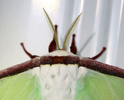 Luna Moth - Actias luna This was a first at my light! And, it's only the 2nd luna moth that I've ever seen! I was definitely excited :).

WS: ~90-100 mm. Green wings with elliptical eyespots outlined in yellow, white, and black. HWs have long, twisted tails. Hosts: Deciduous trees. Status: Common

Habitat: Attracted to 365+395 nm LED lights in a semi-rural area

2021(177)
https://www.jungledragon.com/image/120272/luna_moth_-_actias_luna.html
https://www.jungledragon.com/image/120271/luna_moth_-_actias_luna.html
https://www.jungledragon.com/image/120270/luna_moth_-_actias_luna.html
https://www.jungledragon.com/image/120269/luna_moth_-_actias_luna.html
https://www.jungledragon.com/image/120268/luna_moth_-_actias_luna.html
https://www.jungledragon.com/image/120267/luna_moth_-_actias_luna.html Actias luna,Geotagged,Luna Moth,Summer,United States