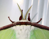 Luna Moth - Actias luna This was a first at my light! And, it's only the 2nd luna moth that I've ever seen! I was definitely excited :).<br />
<br />
WS: ~90-100 mm. Green wings with elliptical eyespots outlined in yellow, white, and black. HWs have long, twisted tails. Hosts: Deciduous trees. Status: Common<br />
<br />
Habitat: Attracted to 365+395 nm LED lights in a semi-rural area<br />
<br />
2021(177)<br />
https://www.jungledragon.com/image/120272/luna_moth_-_actias_luna.html<br />
https://www.jungledragon.com/image/120271/luna_moth_-_actias_luna.html<br />
https://www.jungledragon.com/image/120270/luna_moth_-_actias_luna.html<br />
https://www.jungledragon.com/image/120269/luna_moth_-_actias_luna.html<br />
https://www.jungledragon.com/image/120268/luna_moth_-_actias_luna.html<br />
https://www.jungledragon.com/image/120267/luna_moth_-_actias_luna.html Actias luna,Geotagged,Luna Moth,Summer,United States