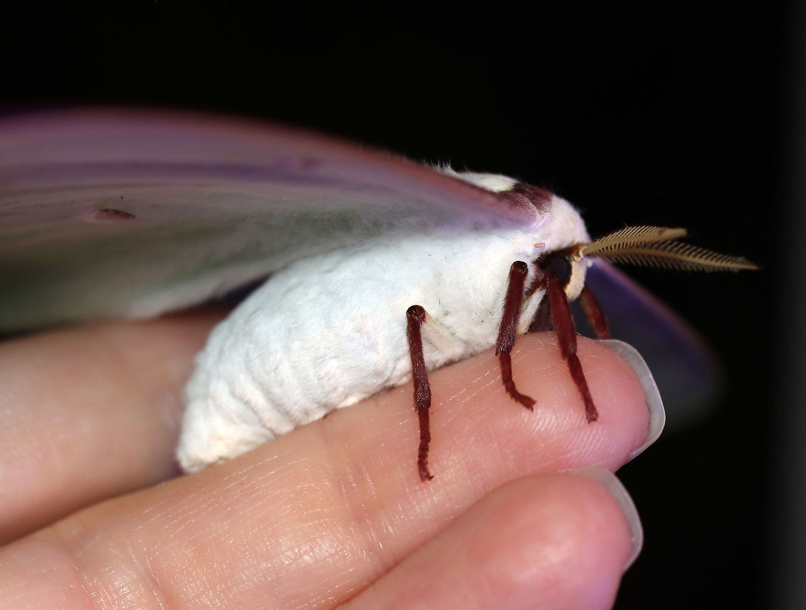 Luna Moth - Actias luna This was a first at my light! And, it&#039;s only the 2nd luna moth that I&#039;ve ever seen! I was definitely excited :).<br />
<br />
WS: ~90-100 mm. Green wings with elliptical eyespots outlined in yellow, white, and black. HWs have long, twisted tails. Hosts: Deciduous trees. Status: Common<br />
<br />
Habitat: Attracted to 365+395 nm LED lights in a semi-rural area<br />
<br />
2021(177)<br />
<figure class="photo"><a href="https://www.jungledragon.com/image/120272/luna_moth_-_actias_luna.html" title="Luna Moth - Actias luna"><img src="https://s3.amazonaws.com/media.jungledragon.com/images/3232/120272_thumb.jpg?AWSAccessKeyId=05GMT0V3GWVNE7GGM1R2&Expires=1767225610&Signature=XFcLPTYdEpDQIKWX8v1ijvrDCLg%3D" width="126" height="152" alt="Luna Moth - Actias luna This was a first at my light! And, it&#039;s only the 2nd luna moth that I&#039;ve ever seen! I was definitely excited :).<br />
<br />
WS: ~90-100 mm. Green wings with elliptical eyespots outlined in yellow, white, and black. HWs have long, twisted tails. Hosts: Deciduous trees. Status: Common<br />
<br />
Habitat: Attracted to 365+395 nm LED lights in a semi-rural area<br />
<br />
2021(177)<br />
https://www.jungledragon.com/image/120272/luna_moth_-_actias_luna.html<br />
https://www.jungledragon.com/image/120271/luna_moth_-_actias_luna.html<br />
https://www.jungledragon.com/image/120270/luna_moth_-_actias_luna.html<br />
https://www.jungledragon.com/image/120269/luna_moth_-_actias_luna.html<br />
https://www.jungledragon.com/image/120268/luna_moth_-_actias_luna.html<br />
https://www.jungledragon.com/image/120267/luna_moth_-_actias_luna.html Actias,Actias luna,Geotagged,Luna Moth,Saturniidae,Summer,United States,moth" /></a></figure><br />
<figure class="photo"><a href="https://www.jungledragon.com/image/120271/luna_moth_-_actias_luna.html" title="Luna Moth - Actias luna"><img src="https://s3.amazonaws.com/media.jungledragon.com/images/3232/120271_thumb.jpg?AWSAccessKeyId=05GMT0V3GWVNE7GGM1R2&Expires=1767225610&Signature=nf5rctQVVV9Yivmd4NX0KPPSIgQ%3D" width="200" height="154" alt="Luna Moth - Actias luna This was a first at my light! And, it&#039;s only the 2nd luna moth that I&#039;ve ever seen! I was definitely excited :).<br />
<br />
WS: ~90-100 mm. Green wings with elliptical eyespots outlined in yellow, white, and black. HWs have long, twisted tails. Hosts: Deciduous trees. Status: Common<br />
<br />
Habitat: Attracted to 365+395 nm LED lights in a semi-rural area<br />
<br />
2021(177)<br />
https://www.jungledragon.com/image/120272/luna_moth_-_actias_luna.html<br />
https://www.jungledragon.com/image/120271/luna_moth_-_actias_luna.html<br />
https://www.jungledragon.com/image/120270/luna_moth_-_actias_luna.html<br />
https://www.jungledragon.com/image/120269/luna_moth_-_actias_luna.html<br />
https://www.jungledragon.com/image/120268/luna_moth_-_actias_luna.html<br />
https://www.jungledragon.com/image/120267/luna_moth_-_actias_luna.html Actias luna,Geotagged,Luna Moth,Summer,United States" /></a></figure><br />
<figure class="photo"><a href="https://www.jungledragon.com/image/120270/luna_moth_-_actias_luna.html" title="Luna Moth - Actias luna"><img src="https://s3.amazonaws.com/media.jungledragon.com/images/3232/120270_thumb.jpg?AWSAccessKeyId=05GMT0V3GWVNE7GGM1R2&Expires=1767225610&Signature=l1j6IrBbJTunJvE%2BhmQ2LAx%2BZ3w%3D" width="200" height="168" alt="Luna Moth - Actias luna This was a first at my light! And, it&#039;s only the 2nd luna moth that I&#039;ve ever seen! I was definitely excited :).<br />
<br />
WS: ~90-100 mm. Green wings with elliptical eyespots outlined in yellow, white, and black. HWs have long, twisted tails. Hosts: Deciduous trees. Status: Common<br />
<br />
Habitat: Attracted to 365+395 nm LED lights in a semi-rural area<br />
<br />
2021(177)<br />
https://www.jungledragon.com/image/120272/luna_moth_-_actias_luna.html<br />
https://www.jungledragon.com/image/120271/luna_moth_-_actias_luna.html<br />
https://www.jungledragon.com/image/120270/luna_moth_-_actias_luna.html<br />
https://www.jungledragon.com/image/120269/luna_moth_-_actias_luna.html<br />
https://www.jungledragon.com/image/120268/luna_moth_-_actias_luna.html<br />
https://www.jungledragon.com/image/120267/luna_moth_-_actias_luna.html Actias luna,Geotagged,Luna Moth,Summer,United States" /></a></figure><br />
<figure class="photo"><a href="https://www.jungledragon.com/image/120269/luna_moth_-_actias_luna.html" title="Luna Moth - Actias luna"><img src="https://s3.amazonaws.com/media.jungledragon.com/images/3232/120269_thumb.jpg?AWSAccessKeyId=05GMT0V3GWVNE7GGM1R2&Expires=1767225610&Signature=oaTriXVUz754fDCwXPYhvMhErHA%3D" width="200" height="152" alt="Luna Moth - Actias luna This was a first at my light! And, it&#039;s only the 2nd luna moth that I&#039;ve ever seen! I was definitely excited :).<br />
<br />
WS: ~90-100 mm. Green wings with elliptical eyespots outlined in yellow, white, and black. HWs have long, twisted tails. Hosts: Deciduous trees. Status: Common<br />
<br />
Habitat: Attracted to 365+395 nm LED lights in a semi-rural area<br />
<br />
2021(177)<br />
https://www.jungledragon.com/image/120272/luna_moth_-_actias_luna.html<br />
https://www.jungledragon.com/image/120271/luna_moth_-_actias_luna.html<br />
https://www.jungledragon.com/image/120270/luna_moth_-_actias_luna.html<br />
https://www.jungledragon.com/image/120269/luna_moth_-_actias_luna.html<br />
https://www.jungledragon.com/image/120268/luna_moth_-_actias_luna.html<br />
https://www.jungledragon.com/image/120267/luna_moth_-_actias_luna.html Actias luna,Geotagged,Luna Moth,Summer,United States" /></a></figure><br />
<figure class="photo"><a href="https://www.jungledragon.com/image/120268/luna_moth_-_actias_luna.html" title="Luna Moth - Actias luna"><img src="https://s3.amazonaws.com/media.jungledragon.com/images/3232/120268_thumb.jpg?AWSAccessKeyId=05GMT0V3GWVNE7GGM1R2&Expires=1767225610&Signature=fJmNPq05Y3vuA5ZPNwcVYaSgsiE%3D" width="200" height="162" alt="Luna Moth - Actias luna This was a first at my light! And, it&#039;s only the 2nd luna moth that I&#039;ve ever seen! I was definitely excited :).<br />
<br />
WS: ~90-100 mm. Green wings with elliptical eyespots outlined in yellow, white, and black. HWs have long, twisted tails. Hosts: Deciduous trees. Status: Common<br />
<br />
Habitat: Attracted to 365+395 nm LED lights in a semi-rural area<br />
<br />
2021(177)<br />
https://www.jungledragon.com/image/120272/luna_moth_-_actias_luna.html<br />
https://www.jungledragon.com/image/120271/luna_moth_-_actias_luna.html<br />
https://www.jungledragon.com/image/120270/luna_moth_-_actias_luna.html<br />
https://www.jungledragon.com/image/120269/luna_moth_-_actias_luna.html<br />
https://www.jungledragon.com/image/120268/luna_moth_-_actias_luna.html<br />
https://www.jungledragon.com/image/120267/luna_moth_-_actias_luna.html Actias luna,Geotagged,Luna Moth,Summer,United States" /></a></figure><br />
<figure class="photo"><a href="https://www.jungledragon.com/image/120267/luna_moth_-_actias_luna.html" title="Luna Moth - Actias luna"><img src="https://s3.amazonaws.com/media.jungledragon.com/images/3232/120267_thumb.jpg?AWSAccessKeyId=05GMT0V3GWVNE7GGM1R2&Expires=1767225610&Signature=8aKpPZ2HQhTeYObgKrE%2B8f1fBfQ%3D" width="200" height="118" alt="Luna Moth - Actias luna This was a first at my light! And, it&#039;s only the 2nd luna moth that I&#039;ve ever seen! I was definitely excited :).<br />
<br />
WS: ~90-100 mm. Green wings with elliptical eyespots outlined in yellow, white, and black. HWs have long, twisted tails. Hosts: Deciduous trees. Status: Common<br />
<br />
Habitat: Attracted to 365+395 nm LED lights in a semi-rural area<br />
<br />
2021(177)<br />
https://www.jungledragon.com/image/120272/luna_moth_-_actias_luna.html<br />
https://www.jungledragon.com/image/120271/luna_moth_-_actias_luna.html<br />
https://www.jungledragon.com/image/120270/luna_moth_-_actias_luna.html<br />
https://www.jungledragon.com/image/120269/luna_moth_-_actias_luna.html<br />
https://www.jungledragon.com/image/120268/luna_moth_-_actias_luna.html<br />
https://www.jungledragon.com/image/120267/luna_moth_-_actias_luna.html Actias luna,Geotagged,Luna Moth,Summer,United States" /></a></figure> Actias luna,Geotagged,Luna Moth,Summer,United States