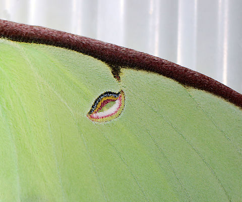 Luna Moth - Actias luna This was a first at my light! And, it's only the 2nd luna moth that I've ever seen! I was definitely excited :).

WS: ~90-100 mm. Green wings with elliptical eyespots outlined in yellow, white, and black. HWs have long, twisted tails. Hosts: Deciduous trees. Status: Common

Habitat: Attracted to 365+395 nm LED lights in a semi-rural area

2021(177)
https://www.jungledragon.com/image/120272/luna_moth_-_actias_luna.html
https://www.jungledragon.com/image/120271/luna_moth_-_actias_luna.html
https://www.jungledragon.com/image/120270/luna_moth_-_actias_luna.html
https://www.jungledragon.com/image/120269/luna_moth_-_actias_luna.html
https://www.jungledragon.com/image/120268/luna_moth_-_actias_luna.html
https://www.jungledragon.com/image/120267/luna_moth_-_actias_luna.html Actias luna,Geotagged,Luna Moth,Summer,United States