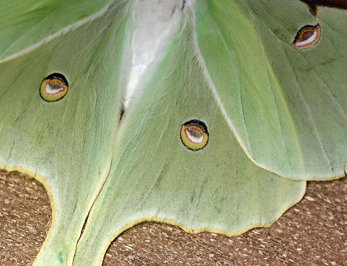 Luna Moth - Actias luna This was a first at my light! And, it's only the 2nd luna moth that I've ever seen! I was definitely excited :).<br />
<br />
WS: ~90-100 mm. Green wings with elliptical eyespots outlined in yellow, white, and black. HWs have long, twisted tails. Hosts: Deciduous trees. Status: Common<br />
<br />
Habitat: Attracted to 365+395 nm LED lights in a semi-rural area<br />
<br />
2021(177)<br />
<figure class="photo"><a href="https://www.jungledragon.com/image/120272/luna_moth_-_actias_luna.html" title="Luna Moth - Actias luna"><img src="https://s3.amazonaws.com/media.jungledragon.com/images/3232/120272_thumb.jpg?AWSAccessKeyId=05GMT0V3GWVNE7GGM1R2&Expires=1759968010&Signature=hw1JY5xUXTg9ArRofSiRQMuvBfQ%3D" width="126" height="152" alt="Luna Moth - Actias luna This was a first at my light! And, it's only the 2nd luna moth that I've ever seen! I was definitely excited :).<br />
<br />
WS: ~90-100 mm. Green wings with elliptical eyespots outlined in yellow, white, and black. HWs have long, twisted tails. Hosts: Deciduous trees. Status: Common<br />
<br />
Habitat: Attracted to 365+395 nm LED lights in a semi-rural area<br />
<br />
2021(177)<br />
https://www.jungledragon.com/image/120272/luna_moth_-_actias_luna.html<br />
https://www.jungledragon.com/image/120271/luna_moth_-_actias_luna.html<br />
https://www.jungledragon.com/image/120270/luna_moth_-_actias_luna.html<br />
https://www.jungledragon.com/image/120269/luna_moth_-_actias_luna.html<br />
https://www.jungledragon.com/image/120268/luna_moth_-_actias_luna.html<br />
https://www.jungledragon.com/image/120267/luna_moth_-_actias_luna.html Actias,Actias luna,Geotagged,Luna Moth,Saturniidae,Summer,United States,moth" /></a></figure><br />
<figure class="photo"><a href="https://www.jungledragon.com/image/120271/luna_moth_-_actias_luna.html" title="Luna Moth - Actias luna"><img src="https://s3.amazonaws.com/media.jungledragon.com/images/3232/120271_thumb.jpg?AWSAccessKeyId=05GMT0V3GWVNE7GGM1R2&Expires=1759968010&Signature=%2F9TXHe03AyFw509VV9j3CyzlhYE%3D" width="200" height="154" alt="Luna Moth - Actias luna This was a first at my light! And, it's only the 2nd luna moth that I've ever seen! I was definitely excited :).<br />
<br />
WS: ~90-100 mm. Green wings with elliptical eyespots outlined in yellow, white, and black. HWs have long, twisted tails. Hosts: Deciduous trees. Status: Common<br />
<br />
Habitat: Attracted to 365+395 nm LED lights in a semi-rural area<br />
<br />
2021(177)<br />
https://www.jungledragon.com/image/120272/luna_moth_-_actias_luna.html<br />
https://www.jungledragon.com/image/120271/luna_moth_-_actias_luna.html<br />
https://www.jungledragon.com/image/120270/luna_moth_-_actias_luna.html<br />
https://www.jungledragon.com/image/120269/luna_moth_-_actias_luna.html<br />
https://www.jungledragon.com/image/120268/luna_moth_-_actias_luna.html<br />
https://www.jungledragon.com/image/120267/luna_moth_-_actias_luna.html Actias luna,Geotagged,Luna Moth,Summer,United States" /></a></figure><br />
<figure class="photo"><a href="https://www.jungledragon.com/image/120270/luna_moth_-_actias_luna.html" title="Luna Moth - Actias luna"><img src="https://s3.amazonaws.com/media.jungledragon.com/images/3232/120270_thumb.jpg?AWSAccessKeyId=05GMT0V3GWVNE7GGM1R2&Expires=1759968010&Signature=qLFbn5s%2BE5OBKPN5eMbGPZEnrTg%3D" width="200" height="168" alt="Luna Moth - Actias luna This was a first at my light! And, it's only the 2nd luna moth that I've ever seen! I was definitely excited :).<br />
<br />
WS: ~90-100 mm. Green wings with elliptical eyespots outlined in yellow, white, and black. HWs have long, twisted tails. Hosts: Deciduous trees. Status: Common<br />
<br />
Habitat: Attracted to 365+395 nm LED lights in a semi-rural area<br />
<br />
2021(177)<br />
https://www.jungledragon.com/image/120272/luna_moth_-_actias_luna.html<br />
https://www.jungledragon.com/image/120271/luna_moth_-_actias_luna.html<br />
https://www.jungledragon.com/image/120270/luna_moth_-_actias_luna.html<br />
https://www.jungledragon.com/image/120269/luna_moth_-_actias_luna.html<br />
https://www.jungledragon.com/image/120268/luna_moth_-_actias_luna.html<br />
https://www.jungledragon.com/image/120267/luna_moth_-_actias_luna.html Actias luna,Geotagged,Luna Moth,Summer,United States" /></a></figure><br />
<figure class="photo"><a href="https://www.jungledragon.com/image/120269/luna_moth_-_actias_luna.html" title="Luna Moth - Actias luna"><img src="https://s3.amazonaws.com/media.jungledragon.com/images/3232/120269_thumb.jpg?AWSAccessKeyId=05GMT0V3GWVNE7GGM1R2&Expires=1759968010&Signature=tVmOngVX5NVRbewX4Spe2TYDcKA%3D" width="200" height="152" alt="Luna Moth - Actias luna This was a first at my light! And, it's only the 2nd luna moth that I've ever seen! I was definitely excited :).<br />
<br />
WS: ~90-100 mm. Green wings with elliptical eyespots outlined in yellow, white, and black. HWs have long, twisted tails. Hosts: Deciduous trees. Status: Common<br />
<br />
Habitat: Attracted to 365+395 nm LED lights in a semi-rural area<br />
<br />
2021(177)<br />
https://www.jungledragon.com/image/120272/luna_moth_-_actias_luna.html<br />
https://www.jungledragon.com/image/120271/luna_moth_-_actias_luna.html<br />
https://www.jungledragon.com/image/120270/luna_moth_-_actias_luna.html<br />
https://www.jungledragon.com/image/120269/luna_moth_-_actias_luna.html<br />
https://www.jungledragon.com/image/120268/luna_moth_-_actias_luna.html<br />
https://www.jungledragon.com/image/120267/luna_moth_-_actias_luna.html Actias luna,Geotagged,Luna Moth,Summer,United States" /></a></figure><br />
<figure class="photo"><a href="https://www.jungledragon.com/image/120268/luna_moth_-_actias_luna.html" title="Luna Moth - Actias luna"><img src="https://s3.amazonaws.com/media.jungledragon.com/images/3232/120268_thumb.jpg?AWSAccessKeyId=05GMT0V3GWVNE7GGM1R2&Expires=1759968010&Signature=Za53pz581bmI3c0OCcNOOVZFs3I%3D" width="200" height="162" alt="Luna Moth - Actias luna This was a first at my light! And, it's only the 2nd luna moth that I've ever seen! I was definitely excited :).<br />
<br />
WS: ~90-100 mm. Green wings with elliptical eyespots outlined in yellow, white, and black. HWs have long, twisted tails. Hosts: Deciduous trees. Status: Common<br />
<br />
Habitat: Attracted to 365+395 nm LED lights in a semi-rural area<br />
<br />
2021(177)<br />
https://www.jungledragon.com/image/120272/luna_moth_-_actias_luna.html<br />
https://www.jungledragon.com/image/120271/luna_moth_-_actias_luna.html<br />
https://www.jungledragon.com/image/120270/luna_moth_-_actias_luna.html<br />
https://www.jungledragon.com/image/120269/luna_moth_-_actias_luna.html<br />
https://www.jungledragon.com/image/120268/luna_moth_-_actias_luna.html<br />
https://www.jungledragon.com/image/120267/luna_moth_-_actias_luna.html Actias luna,Geotagged,Luna Moth,Summer,United States" /></a></figure><br />
<figure class="photo"><a href="https://www.jungledragon.com/image/120267/luna_moth_-_actias_luna.html" title="Luna Moth - Actias luna"><img src="https://s3.amazonaws.com/media.jungledragon.com/images/3232/120267_thumb.jpg?AWSAccessKeyId=05GMT0V3GWVNE7GGM1R2&Expires=1759968010&Signature=itlJW8ROlKIfAh4YDOAW%2BqQ4Kuo%3D" width="200" height="118" alt="Luna Moth - Actias luna This was a first at my light! And, it's only the 2nd luna moth that I've ever seen! I was definitely excited :).<br />
<br />
WS: ~90-100 mm. Green wings with elliptical eyespots outlined in yellow, white, and black. HWs have long, twisted tails. Hosts: Deciduous trees. Status: Common<br />
<br />
Habitat: Attracted to 365+395 nm LED lights in a semi-rural area<br />
<br />
2021(177)<br />
https://www.jungledragon.com/image/120272/luna_moth_-_actias_luna.html<br />
https://www.jungledragon.com/image/120271/luna_moth_-_actias_luna.html<br />
https://www.jungledragon.com/image/120270/luna_moth_-_actias_luna.html<br />
https://www.jungledragon.com/image/120269/luna_moth_-_actias_luna.html<br />
https://www.jungledragon.com/image/120268/luna_moth_-_actias_luna.html<br />
https://www.jungledragon.com/image/120267/luna_moth_-_actias_luna.html Actias luna,Geotagged,Luna Moth,Summer,United States" /></a></figure> Actias luna,Geotagged,Luna Moth,Summer,United States