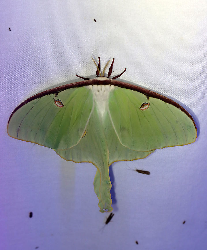 Luna Moth - Actias luna This was a first at my light! And, it&#039;s only the 2nd luna moth that I&#039;ve ever seen! I was definitely excited :).<br />
<br />
WS: ~90-100 mm. Green wings with elliptical eyespots outlined in yellow, white, and black. HWs have long, twisted tails. Hosts: Deciduous trees. Status: Common<br />
<br />
Habitat: Attracted to 365+395 nm LED lights in a semi-rural area<br />
<br />
2021(177)<br />
<figure class="photo"><a href="https://www.jungledragon.com/image/120272/luna_moth_-_actias_luna.html" title="Luna Moth - Actias luna"><img src="https://s3.amazonaws.com/media.jungledragon.com/images/3232/120272_thumb.jpg?AWSAccessKeyId=05GMT0V3GWVNE7GGM1R2&Expires=1767225610&Signature=XFcLPTYdEpDQIKWX8v1ijvrDCLg%3D" width="126" height="152" alt="Luna Moth - Actias luna This was a first at my light! And, it&#039;s only the 2nd luna moth that I&#039;ve ever seen! I was definitely excited :).<br />
<br />
WS: ~90-100 mm. Green wings with elliptical eyespots outlined in yellow, white, and black. HWs have long, twisted tails. Hosts: Deciduous trees. Status: Common<br />
<br />
Habitat: Attracted to 365+395 nm LED lights in a semi-rural area<br />
<br />
2021(177)<br />
https://www.jungledragon.com/image/120272/luna_moth_-_actias_luna.html<br />
https://www.jungledragon.com/image/120271/luna_moth_-_actias_luna.html<br />
https://www.jungledragon.com/image/120270/luna_moth_-_actias_luna.html<br />
https://www.jungledragon.com/image/120269/luna_moth_-_actias_luna.html<br />
https://www.jungledragon.com/image/120268/luna_moth_-_actias_luna.html<br />
https://www.jungledragon.com/image/120267/luna_moth_-_actias_luna.html Actias,Actias luna,Geotagged,Luna Moth,Saturniidae,Summer,United States,moth" /></a></figure><br />
<figure class="photo"><a href="https://www.jungledragon.com/image/120271/luna_moth_-_actias_luna.html" title="Luna Moth - Actias luna"><img src="https://s3.amazonaws.com/media.jungledragon.com/images/3232/120271_thumb.jpg?AWSAccessKeyId=05GMT0V3GWVNE7GGM1R2&Expires=1767225610&Signature=nf5rctQVVV9Yivmd4NX0KPPSIgQ%3D" width="200" height="154" alt="Luna Moth - Actias luna This was a first at my light! And, it&#039;s only the 2nd luna moth that I&#039;ve ever seen! I was definitely excited :).<br />
<br />
WS: ~90-100 mm. Green wings with elliptical eyespots outlined in yellow, white, and black. HWs have long, twisted tails. Hosts: Deciduous trees. Status: Common<br />
<br />
Habitat: Attracted to 365+395 nm LED lights in a semi-rural area<br />
<br />
2021(177)<br />
https://www.jungledragon.com/image/120272/luna_moth_-_actias_luna.html<br />
https://www.jungledragon.com/image/120271/luna_moth_-_actias_luna.html<br />
https://www.jungledragon.com/image/120270/luna_moth_-_actias_luna.html<br />
https://www.jungledragon.com/image/120269/luna_moth_-_actias_luna.html<br />
https://www.jungledragon.com/image/120268/luna_moth_-_actias_luna.html<br />
https://www.jungledragon.com/image/120267/luna_moth_-_actias_luna.html Actias luna,Geotagged,Luna Moth,Summer,United States" /></a></figure><br />
<figure class="photo"><a href="https://www.jungledragon.com/image/120270/luna_moth_-_actias_luna.html" title="Luna Moth - Actias luna"><img src="https://s3.amazonaws.com/media.jungledragon.com/images/3232/120270_thumb.jpg?AWSAccessKeyId=05GMT0V3GWVNE7GGM1R2&Expires=1767225610&Signature=l1j6IrBbJTunJvE%2BhmQ2LAx%2BZ3w%3D" width="200" height="168" alt="Luna Moth - Actias luna This was a first at my light! And, it&#039;s only the 2nd luna moth that I&#039;ve ever seen! I was definitely excited :).<br />
<br />
WS: ~90-100 mm. Green wings with elliptical eyespots outlined in yellow, white, and black. HWs have long, twisted tails. Hosts: Deciduous trees. Status: Common<br />
<br />
Habitat: Attracted to 365+395 nm LED lights in a semi-rural area<br />
<br />
2021(177)<br />
https://www.jungledragon.com/image/120272/luna_moth_-_actias_luna.html<br />
https://www.jungledragon.com/image/120271/luna_moth_-_actias_luna.html<br />
https://www.jungledragon.com/image/120270/luna_moth_-_actias_luna.html<br />
https://www.jungledragon.com/image/120269/luna_moth_-_actias_luna.html<br />
https://www.jungledragon.com/image/120268/luna_moth_-_actias_luna.html<br />
https://www.jungledragon.com/image/120267/luna_moth_-_actias_luna.html Actias luna,Geotagged,Luna Moth,Summer,United States" /></a></figure><br />
<figure class="photo"><a href="https://www.jungledragon.com/image/120269/luna_moth_-_actias_luna.html" title="Luna Moth - Actias luna"><img src="https://s3.amazonaws.com/media.jungledragon.com/images/3232/120269_thumb.jpg?AWSAccessKeyId=05GMT0V3GWVNE7GGM1R2&Expires=1767225610&Signature=oaTriXVUz754fDCwXPYhvMhErHA%3D" width="200" height="152" alt="Luna Moth - Actias luna This was a first at my light! And, it&#039;s only the 2nd luna moth that I&#039;ve ever seen! I was definitely excited :).<br />
<br />
WS: ~90-100 mm. Green wings with elliptical eyespots outlined in yellow, white, and black. HWs have long, twisted tails. Hosts: Deciduous trees. Status: Common<br />
<br />
Habitat: Attracted to 365+395 nm LED lights in a semi-rural area<br />
<br />
2021(177)<br />
https://www.jungledragon.com/image/120272/luna_moth_-_actias_luna.html<br />
https://www.jungledragon.com/image/120271/luna_moth_-_actias_luna.html<br />
https://www.jungledragon.com/image/120270/luna_moth_-_actias_luna.html<br />
https://www.jungledragon.com/image/120269/luna_moth_-_actias_luna.html<br />
https://www.jungledragon.com/image/120268/luna_moth_-_actias_luna.html<br />
https://www.jungledragon.com/image/120267/luna_moth_-_actias_luna.html Actias luna,Geotagged,Luna Moth,Summer,United States" /></a></figure><br />
<figure class="photo"><a href="https://www.jungledragon.com/image/120268/luna_moth_-_actias_luna.html" title="Luna Moth - Actias luna"><img src="https://s3.amazonaws.com/media.jungledragon.com/images/3232/120268_thumb.jpg?AWSAccessKeyId=05GMT0V3GWVNE7GGM1R2&Expires=1767225610&Signature=fJmNPq05Y3vuA5ZPNwcVYaSgsiE%3D" width="200" height="162" alt="Luna Moth - Actias luna This was a first at my light! And, it&#039;s only the 2nd luna moth that I&#039;ve ever seen! I was definitely excited :).<br />
<br />
WS: ~90-100 mm. Green wings with elliptical eyespots outlined in yellow, white, and black. HWs have long, twisted tails. Hosts: Deciduous trees. Status: Common<br />
<br />
Habitat: Attracted to 365+395 nm LED lights in a semi-rural area<br />
<br />
2021(177)<br />
https://www.jungledragon.com/image/120272/luna_moth_-_actias_luna.html<br />
https://www.jungledragon.com/image/120271/luna_moth_-_actias_luna.html<br />
https://www.jungledragon.com/image/120270/luna_moth_-_actias_luna.html<br />
https://www.jungledragon.com/image/120269/luna_moth_-_actias_luna.html<br />
https://www.jungledragon.com/image/120268/luna_moth_-_actias_luna.html<br />
https://www.jungledragon.com/image/120267/luna_moth_-_actias_luna.html Actias luna,Geotagged,Luna Moth,Summer,United States" /></a></figure><br />
<figure class="photo"><a href="https://www.jungledragon.com/image/120267/luna_moth_-_actias_luna.html" title="Luna Moth - Actias luna"><img src="https://s3.amazonaws.com/media.jungledragon.com/images/3232/120267_thumb.jpg?AWSAccessKeyId=05GMT0V3GWVNE7GGM1R2&Expires=1767225610&Signature=8aKpPZ2HQhTeYObgKrE%2B8f1fBfQ%3D" width="200" height="118" alt="Luna Moth - Actias luna This was a first at my light! And, it&#039;s only the 2nd luna moth that I&#039;ve ever seen! I was definitely excited :).<br />
<br />
WS: ~90-100 mm. Green wings with elliptical eyespots outlined in yellow, white, and black. HWs have long, twisted tails. Hosts: Deciduous trees. Status: Common<br />
<br />
Habitat: Attracted to 365+395 nm LED lights in a semi-rural area<br />
<br />
2021(177)<br />
https://www.jungledragon.com/image/120272/luna_moth_-_actias_luna.html<br />
https://www.jungledragon.com/image/120271/luna_moth_-_actias_luna.html<br />
https://www.jungledragon.com/image/120270/luna_moth_-_actias_luna.html<br />
https://www.jungledragon.com/image/120269/luna_moth_-_actias_luna.html<br />
https://www.jungledragon.com/image/120268/luna_moth_-_actias_luna.html<br />
https://www.jungledragon.com/image/120267/luna_moth_-_actias_luna.html Actias luna,Geotagged,Luna Moth,Summer,United States" /></a></figure> Actias,Actias luna,Geotagged,Luna Moth,Saturniidae,Summer,United States,moth
