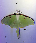 Luna Moth - Actias luna This was a first at my light! And, it's only the 2nd luna moth that I've ever seen! I was definitely excited :).<br />
<br />
WS: ~90-100 mm. Green wings with elliptical eyespots outlined in yellow, white, and black. HWs have long, twisted tails. Hosts: Deciduous trees. Status: Common<br />
<br />
Habitat: Attracted to 365+395 nm LED lights in a semi-rural area<br />
<br />
2021(177)<br />
https://www.jungledragon.com/image/120272/luna_moth_-_actias_luna.html<br />
https://www.jungledragon.com/image/120271/luna_moth_-_actias_luna.html<br />
https://www.jungledragon.com/image/120270/luna_moth_-_actias_luna.html<br />
https://www.jungledragon.com/image/120269/luna_moth_-_actias_luna.html<br />
https://www.jungledragon.com/image/120268/luna_moth_-_actias_luna.html<br />
https://www.jungledragon.com/image/120267/luna_moth_-_actias_luna.html Actias,Actias luna,Geotagged,Luna Moth,Saturniidae,Summer,United States,moth