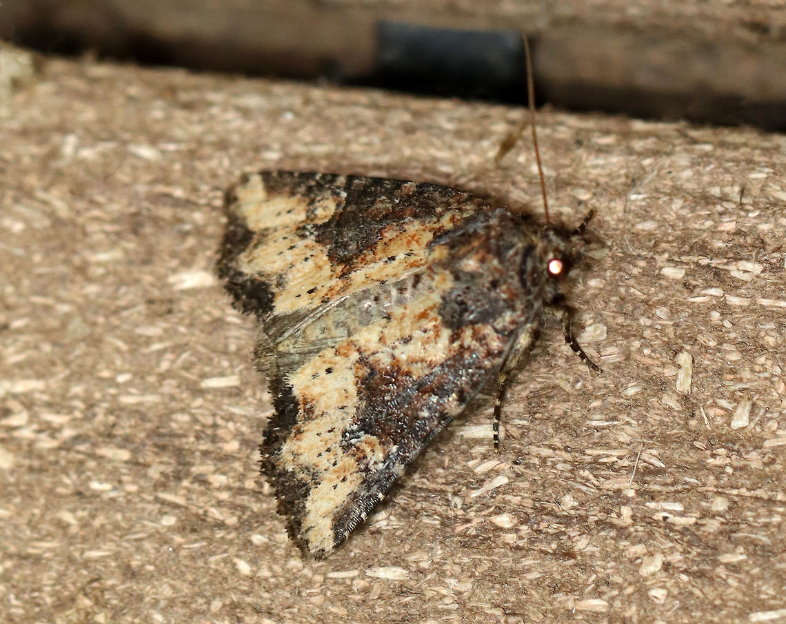 Broken-lined Brocade - Mesapamea fractilinea TL: ~14 mm. FW pattern is variable; Reniform spot filled with/partly edged with white. Hosts: Corn and grass. Status: Common.<br />
<br />
<br />
Habitat: Attracted to 365+395 nm LED lights in a semi-rural area<br />
<br />
2021(178) Broken-lined Brocade,Geotagged,Mesapamea,Mesapamea fractilinea,Noctuidae,Summer,United States,moth