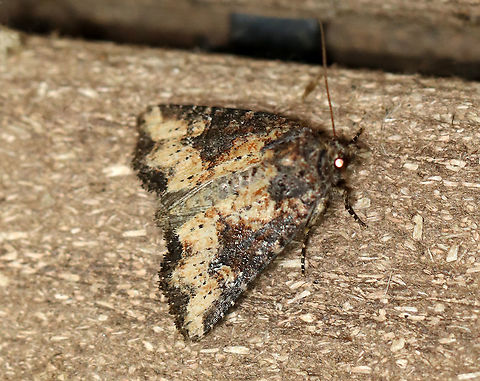 Broken-lined Brocade - Mesapamea fractilinea TL: ~14 mm. FW pattern is variable; Reniform spot filled with/partly edged with white. Hosts: Corn and grass. Status: Common.


Habitat: Attracted to 365+395 nm LED lights in a semi-rural area

2021(178) Broken-lined Brocade,Geotagged,Mesapamea,Mesapamea fractilinea,Noctuidae,Summer,United States,moth