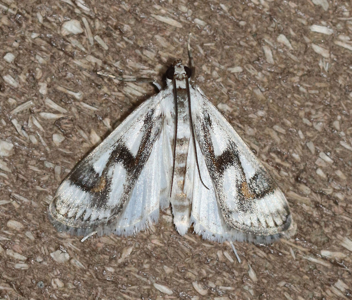 Polymorphic Pondweed Moth - Parapoynx maculalis TL: ~12 mm.  Hosts: Aquatic plants. Status: Common<br />
<br />
Habitat: Attracted to 365+395 nm LED lights in a semi-rural area<br />
<br />
2021(179) Crambidae,Geotagged,Parapoynx,Parapoynx maculalis,Polymorphic pondweed moth,Summer,United States,moth