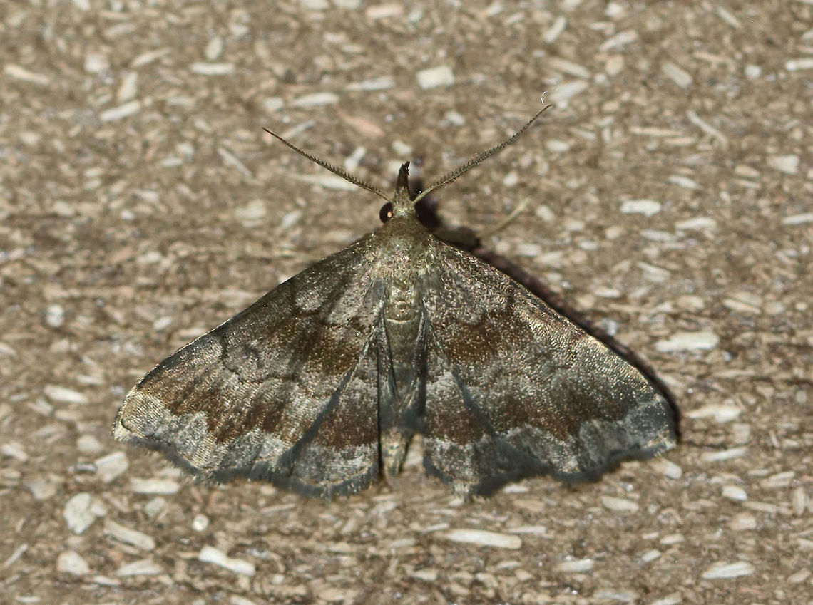 Black-banded Owlet - Phalaenostola larentioides TL: ~10 mm. FW with wavy AM and PM lines. There are wide bands of black shading in the median area and along the subterminal line.<br />
<br />
<br />
Habitat: Attracted to 365+395 nm LED lights in a semi-rural area<br />
<br />
2021(180) Black-banded owlet,Erebidae,Geotagged,Phalaenostola,Phalaenostola larentioides,Summer,United States,moth