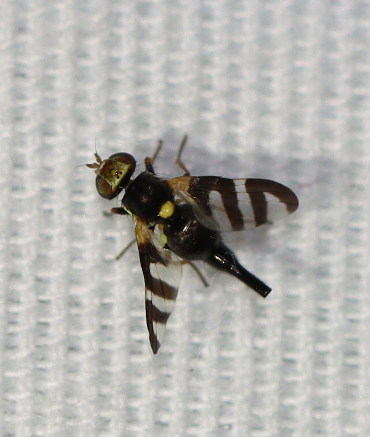 Four-barred Knapweed Gall Fly - Urophora quadrifasciata TL: ~2 mm.<br />
<br />
Native to Europe, introduced in North America to control knapweed (Centaurea sp.). Females lay eggs in half-grown flowers using their ovipositors. <br />
<br />
Habitat: Attracted to a light; semi-rural area Four-barred Knapweed Gall Fly,Geotagged,Summer,United States,Urophora,Urophora quadrifasciata,fly,gall fly,tephritidae