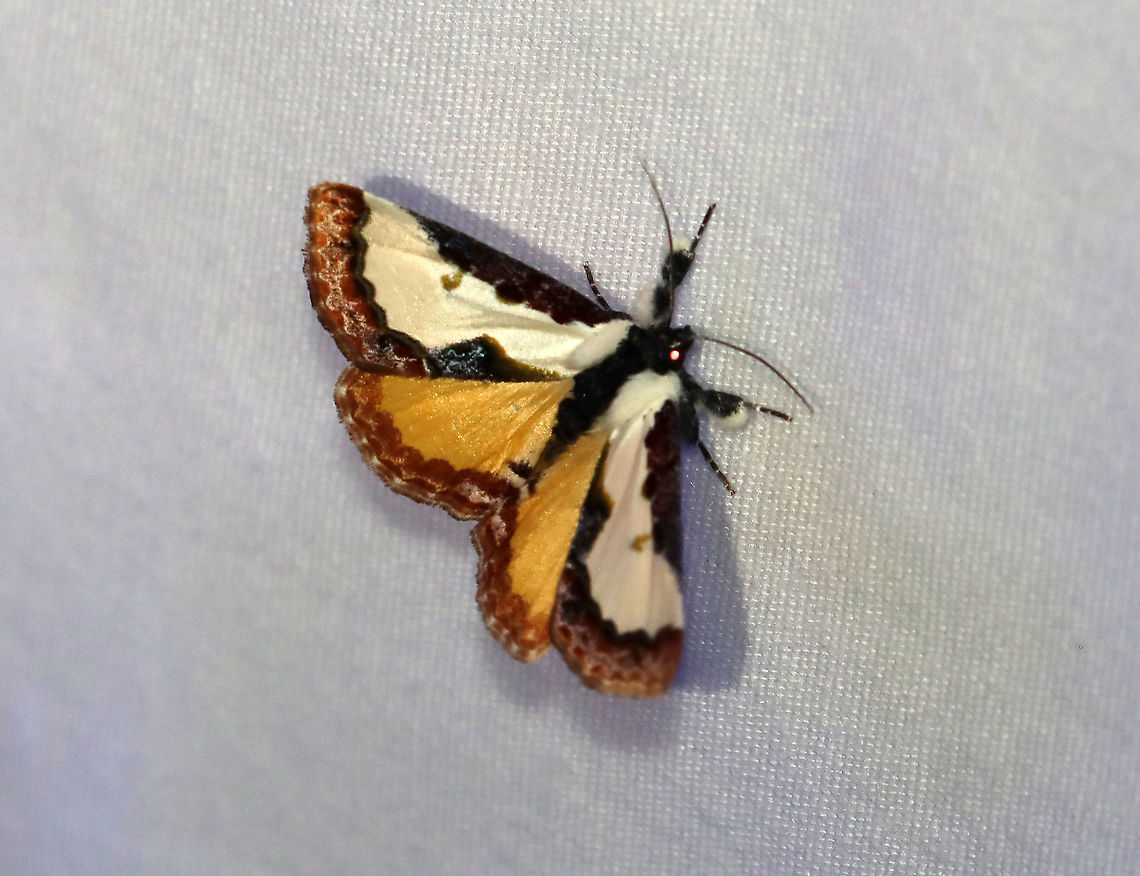 Pearly Wood-nymph - Eudryas unio TL: ~20 mm. White FW with reddish shading along costa and outer margin. Reniform spot olive green. Thorax with ridge of black scales. Hosts: Evening primrose, grape, hibiscus, and Virginia creeper. Status: Common.<br />
<br />
Habitat: Attracted to 365+395 nm LED lights in a semi-rural area<br />
<br />
2021(181) Eudryas,Eudryas unio,Geotagged,Noctuidae,Pearly wood-nymph,Summer,United States,moth
