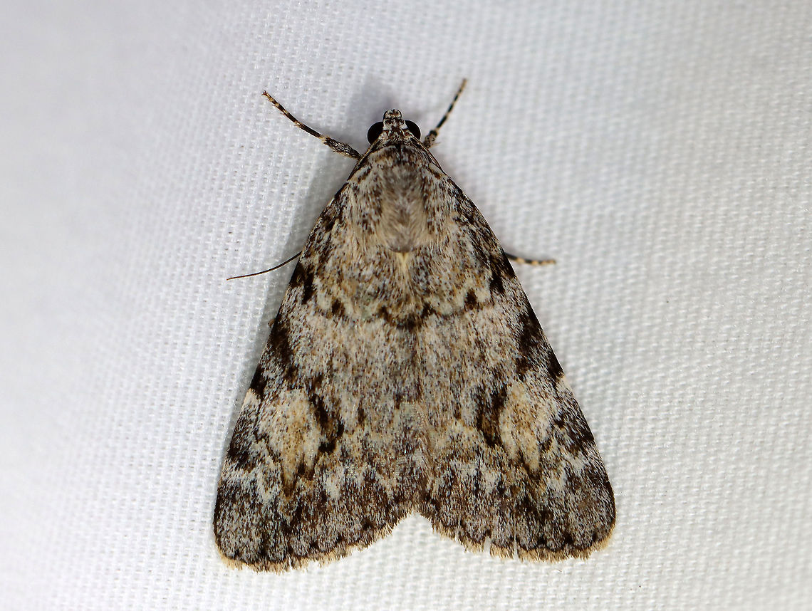 Girlfriend Underwing - Catocala amica Habitat: Attracted to 365+395 nm LED lights in a semi-rural area<br />
<br />
2021(182) Catocala,Catocala amica,Catocala amica-lineella,Catocala lineella,Erebidae,Geotagged,Girlfriend or Little Lined Underwing,Girlfriend underwing,Lineella Underwing,Summer,United States,moth